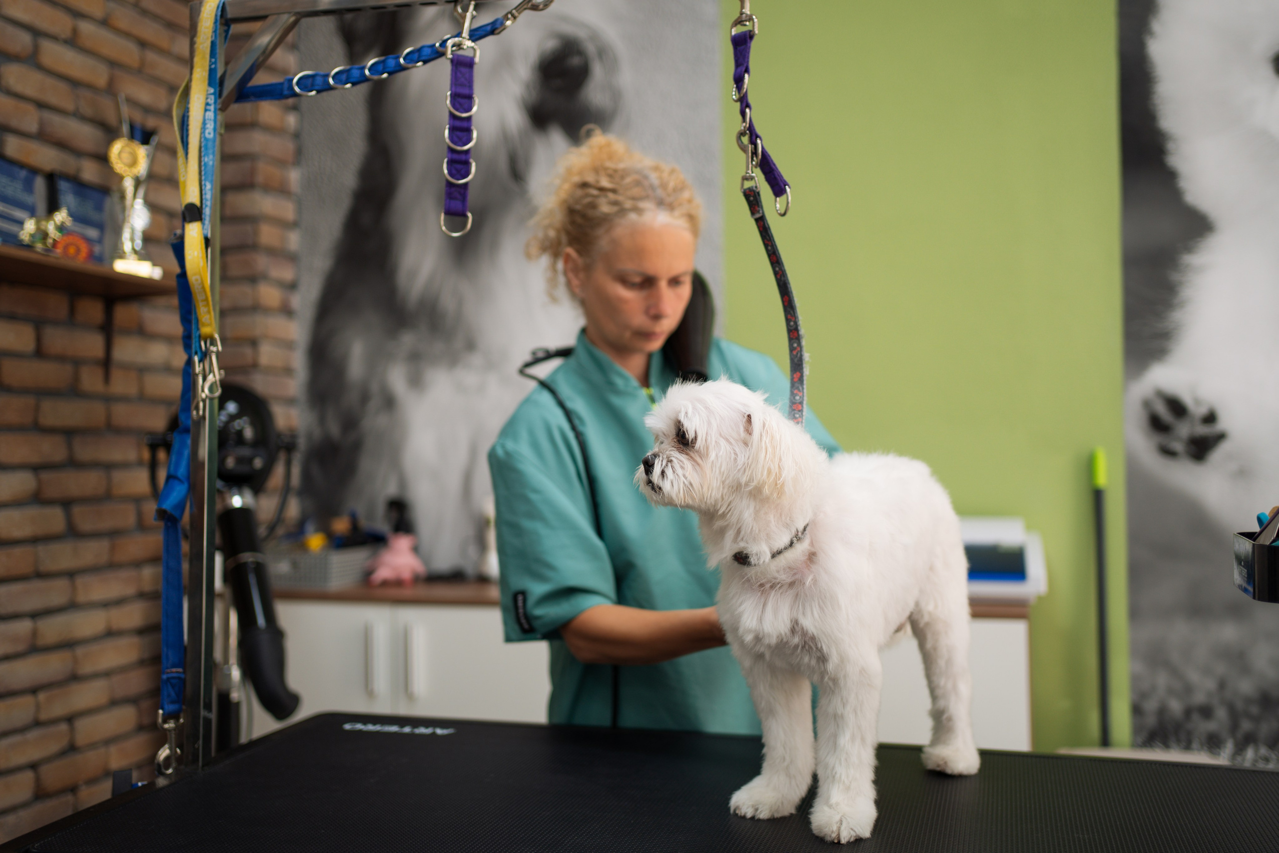 PetGroom Timisoara. Cozac Cristian Photographer