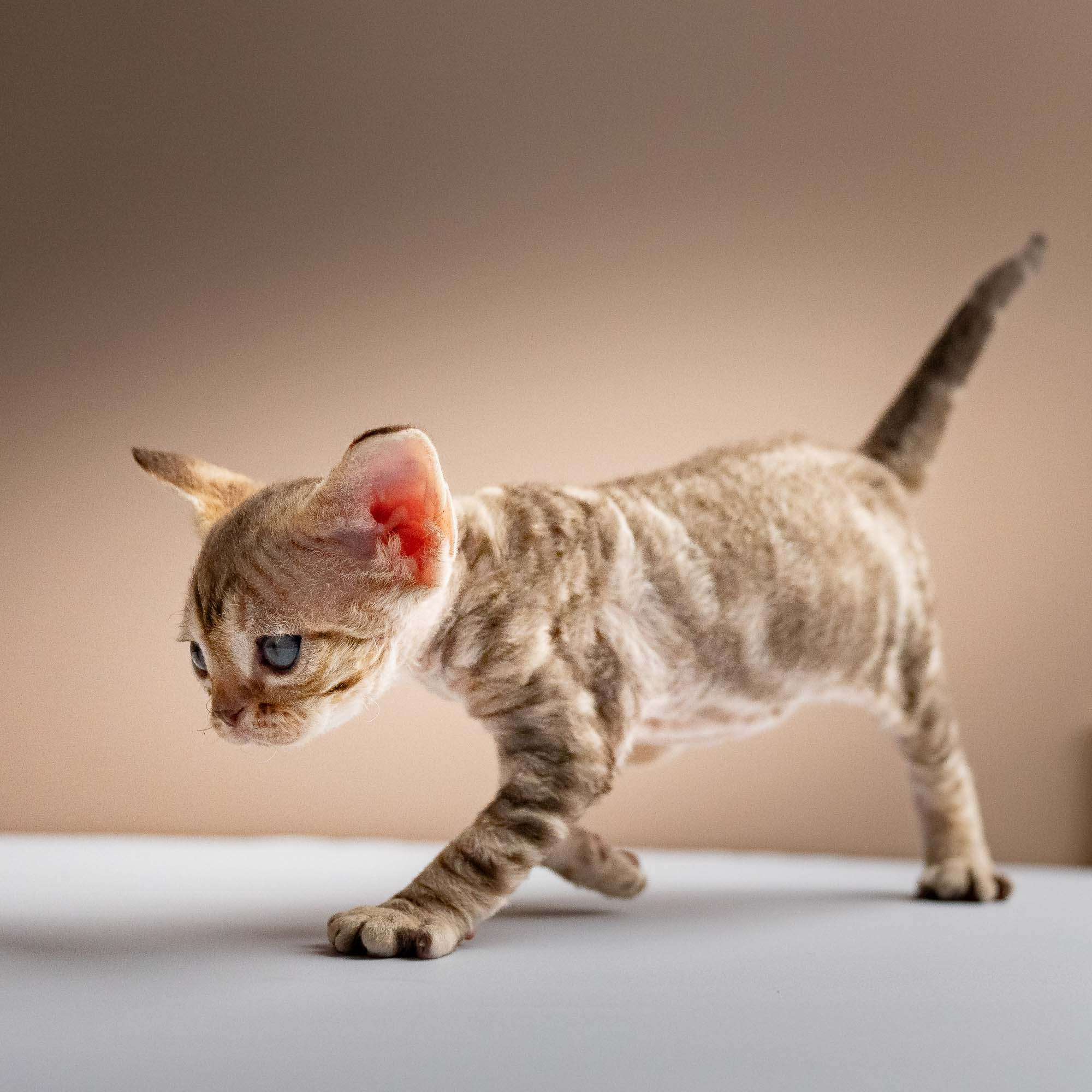 Sirius, boy, born 05.15.26. Devon Rex Pixie Cattery
