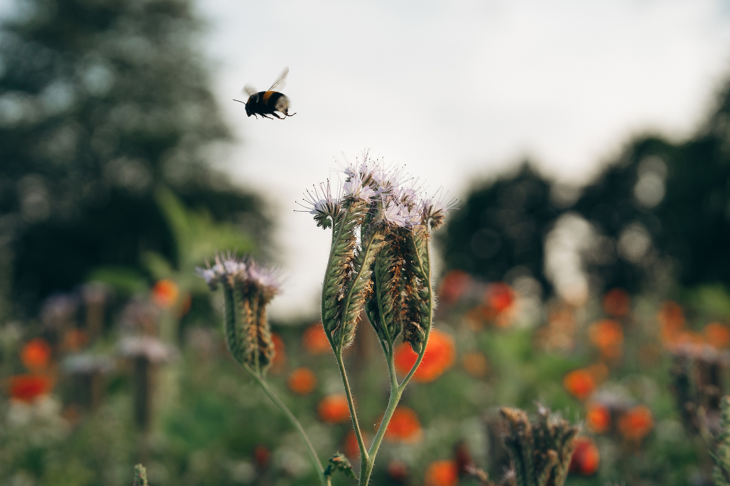 Summer evening fields. Familien, Portrait und Konzeptualfotografie in Genf, Schweiz