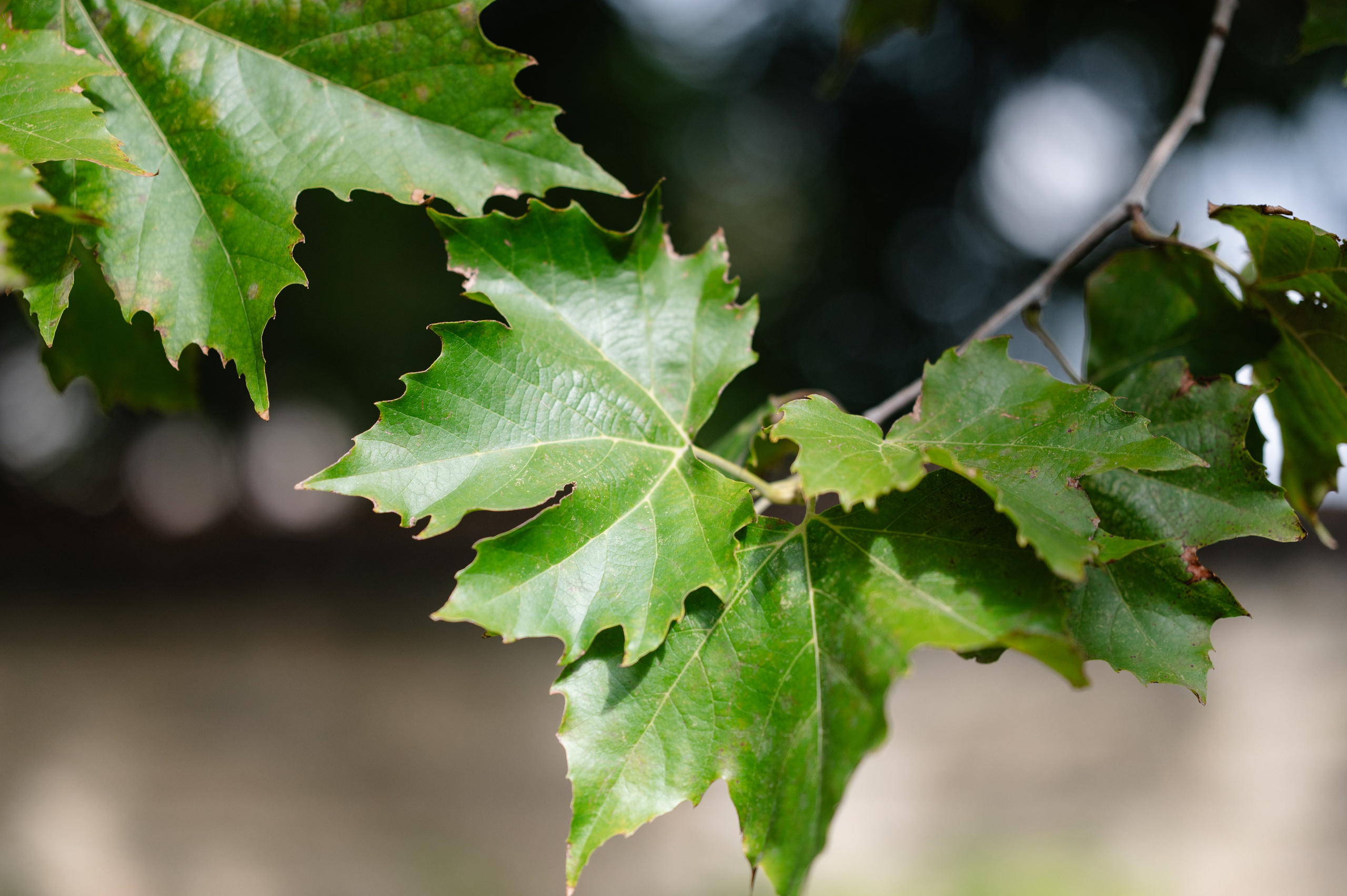 Raluca + Mihai | Wedding Select. Alexandra Hanu Photographer