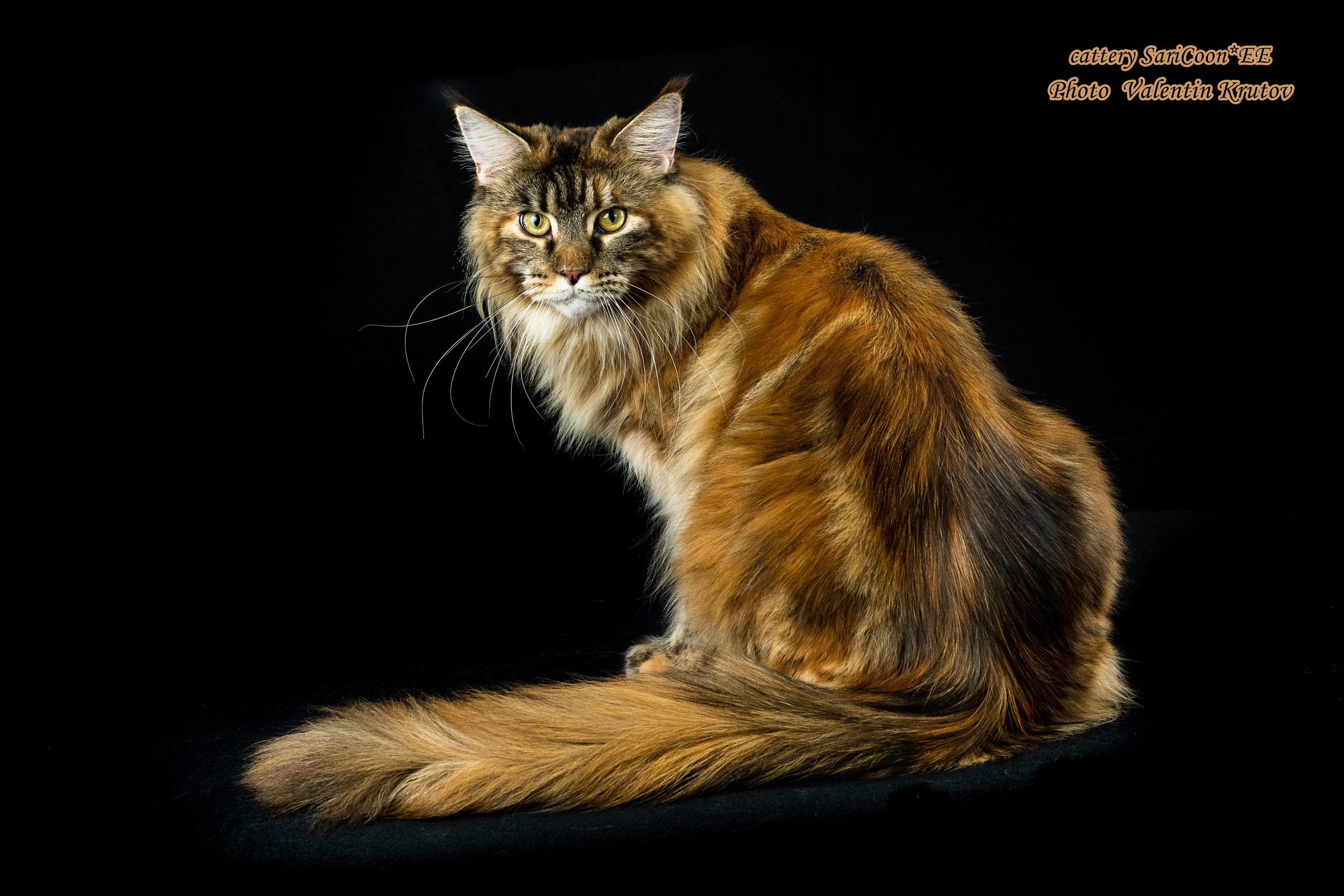 Фотографии с разных съёмок. Детская, школьная фотография