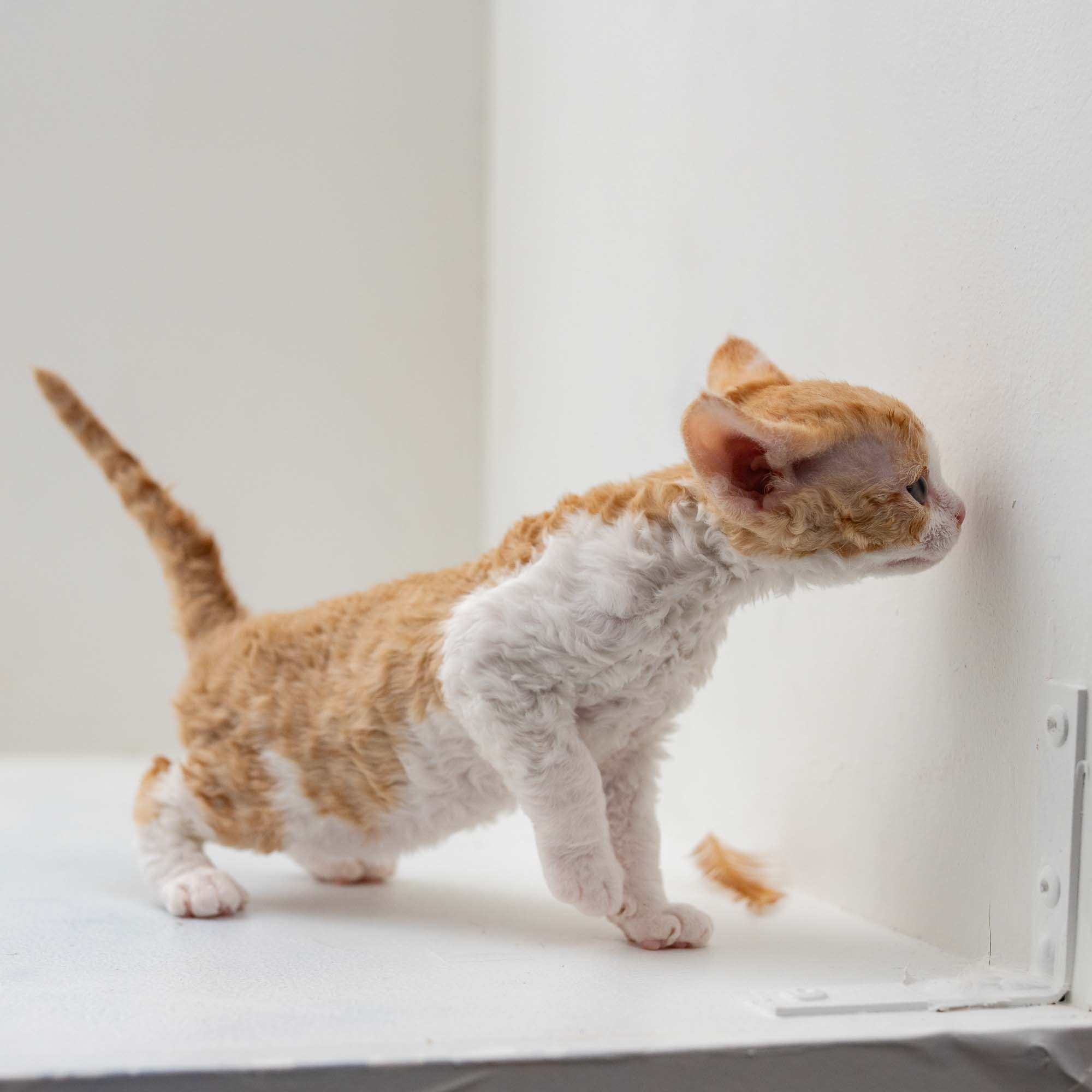 Gece, boy, born on 01.18.25. Devon Rex Pixie Cattery