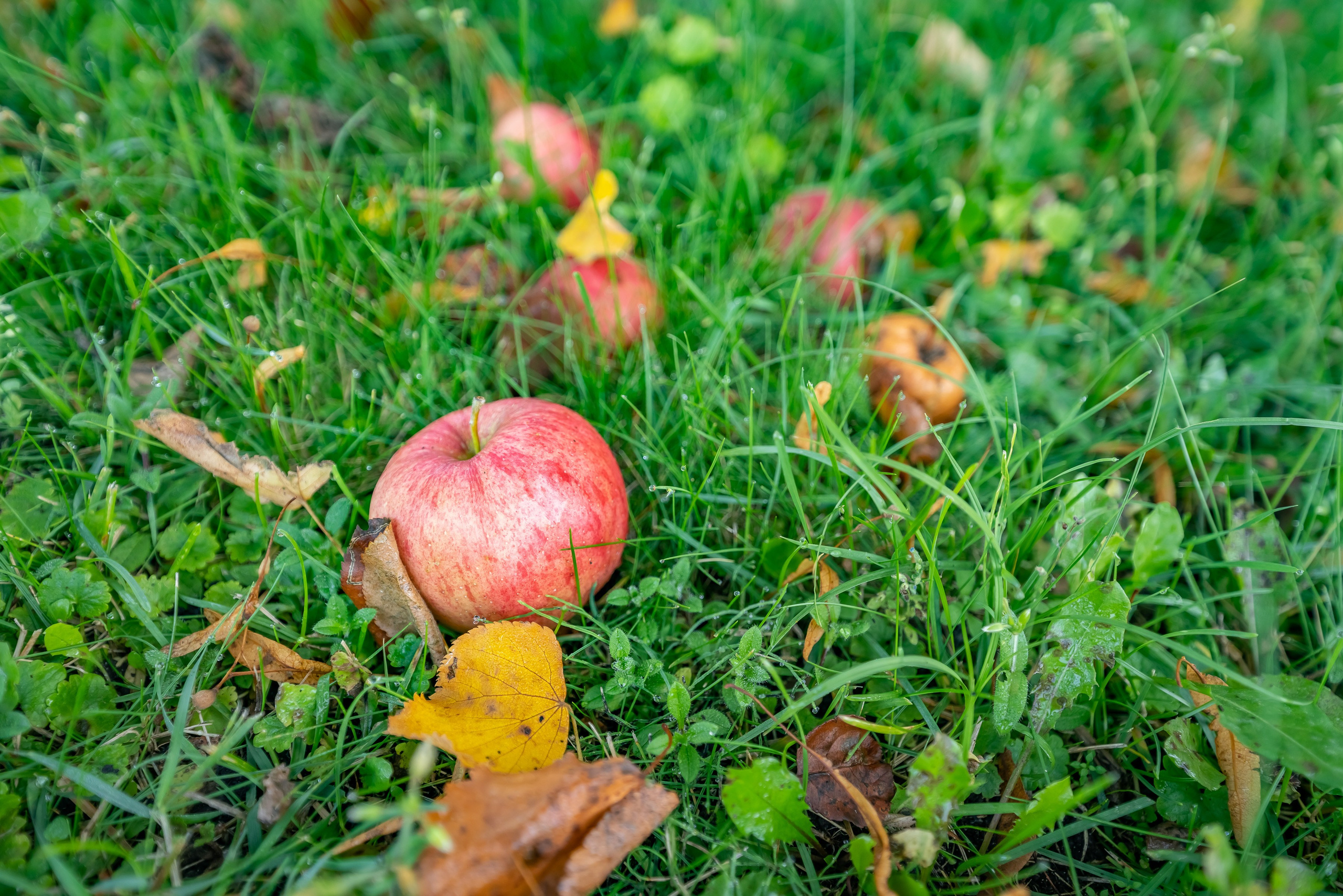 Квартира на сдачу в Booking