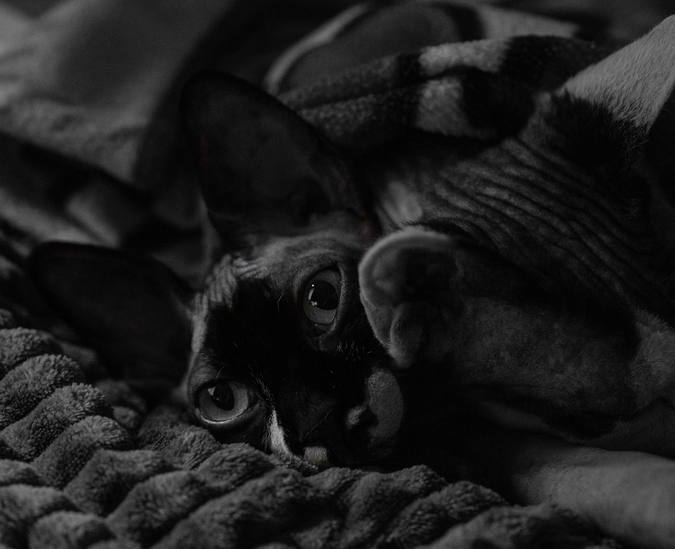 Katzen. LUKIN IGOR Photography