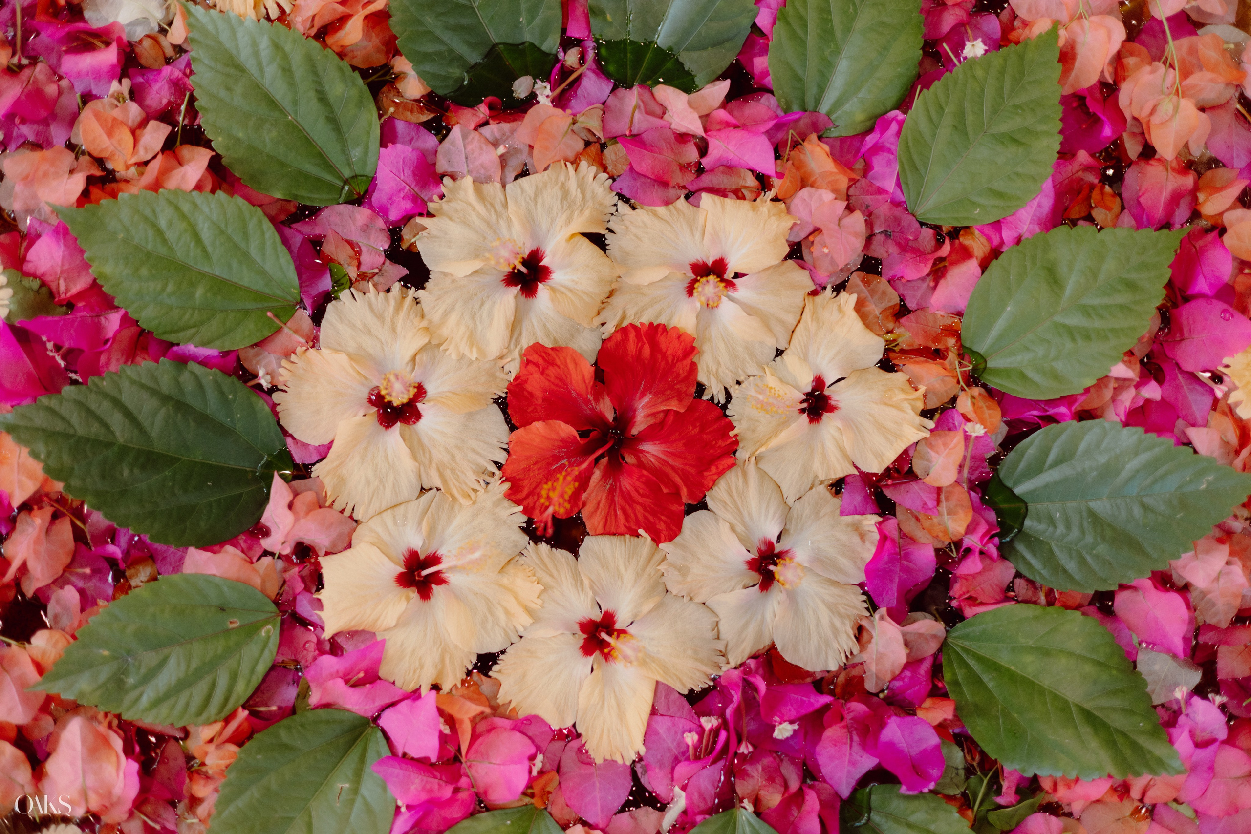 Jahanavi & Daniel. Wedding & Editorial Photographer | Anandshivadas