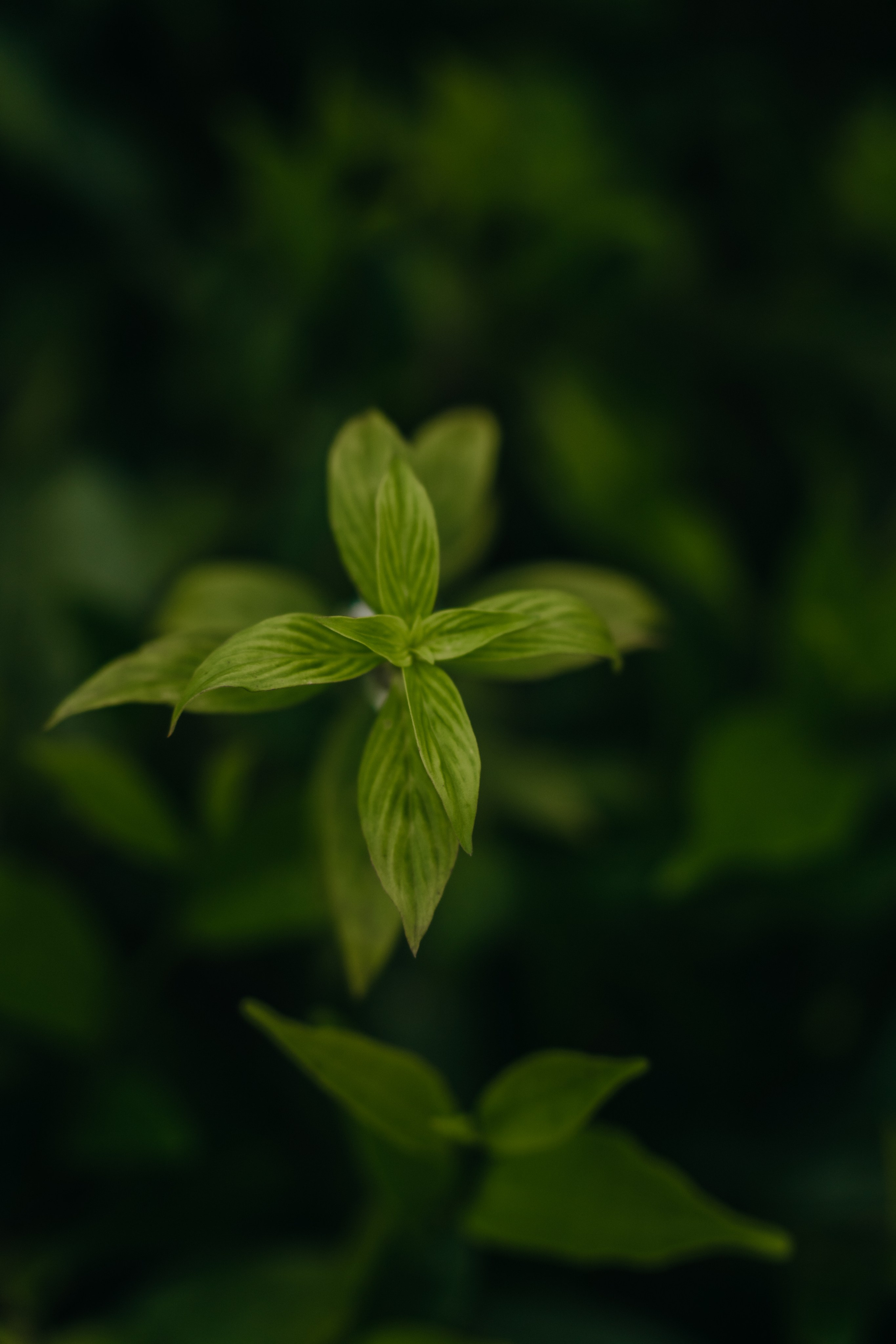 Relais & Châteaux, Tea Trails, Sri Lanka. Editorial photographer Yuliya Drazdovich