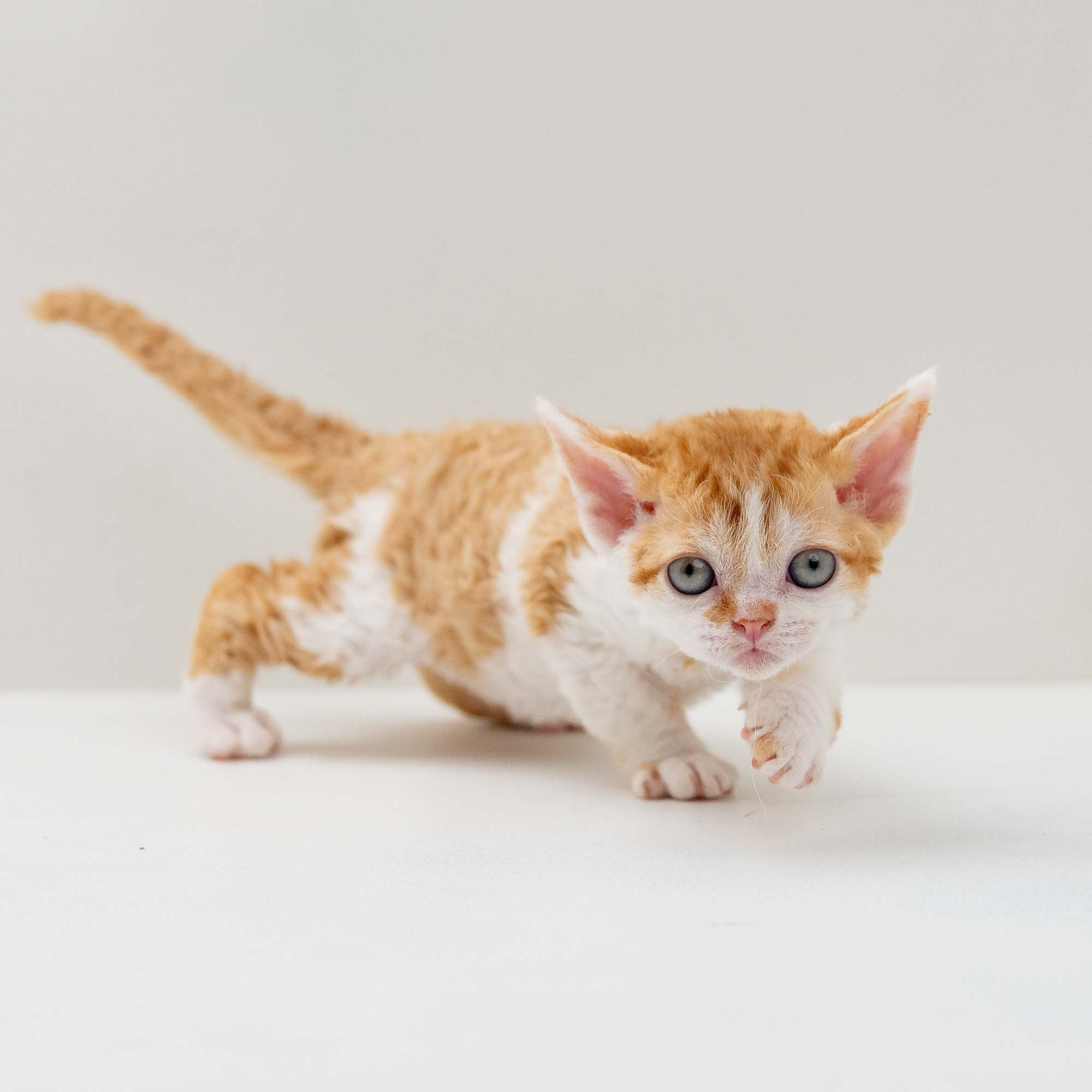 Gary,  boy, born on 01.18.25. Devon Rex Pixie Cattery