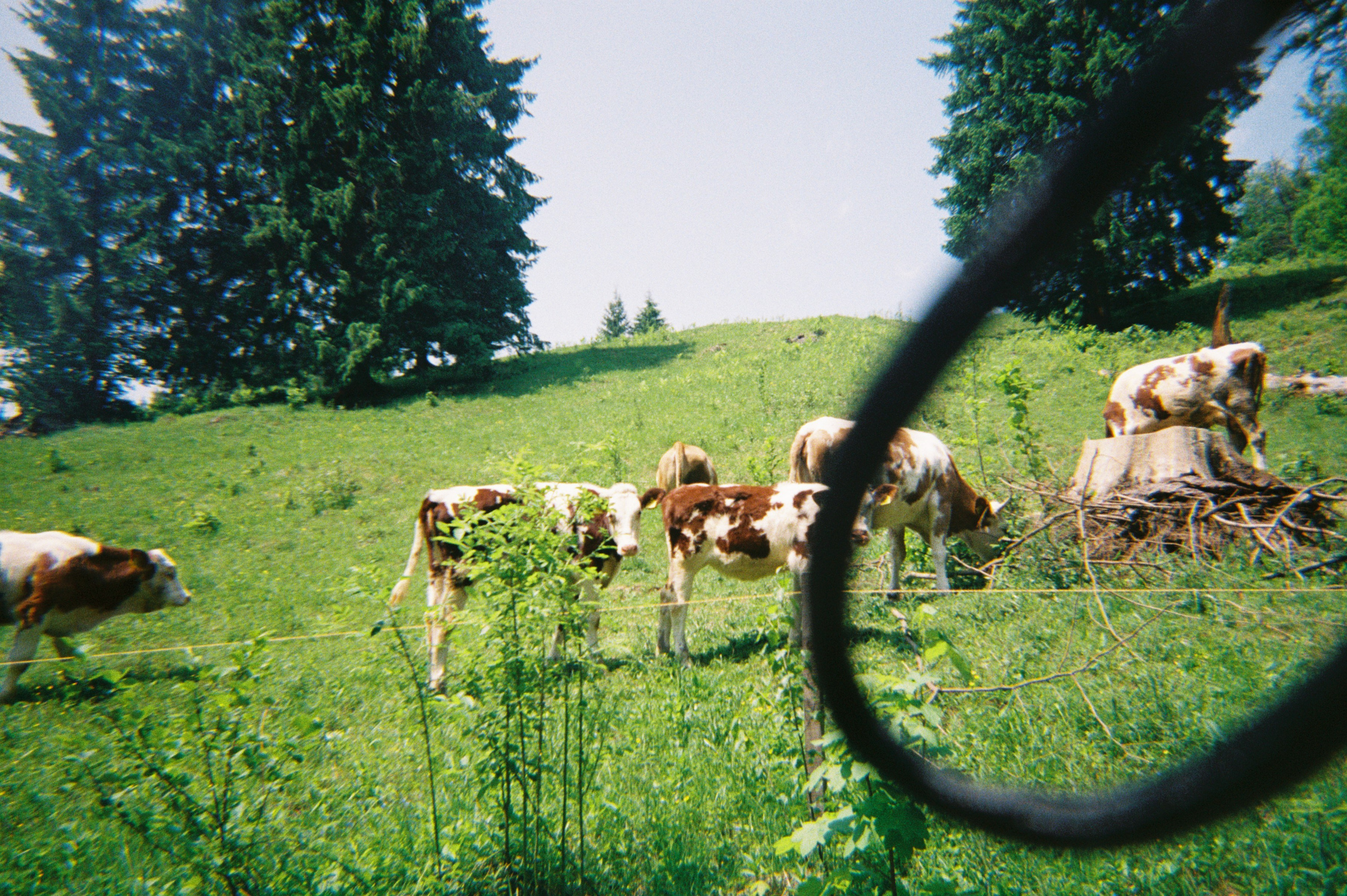 Mîndrii’s holiday