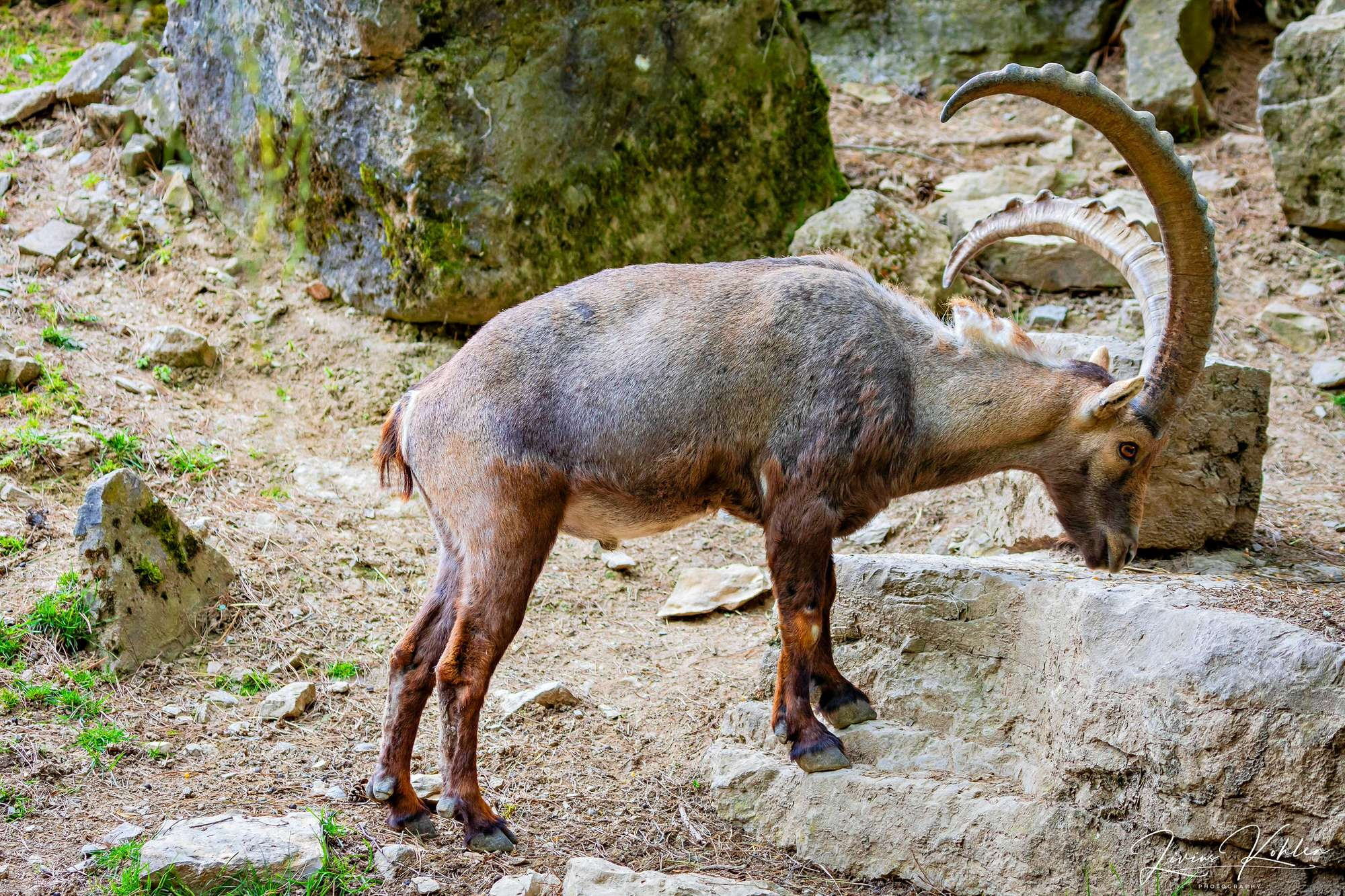 Wildpark Bad Mergentheim. FOTO KREATIV