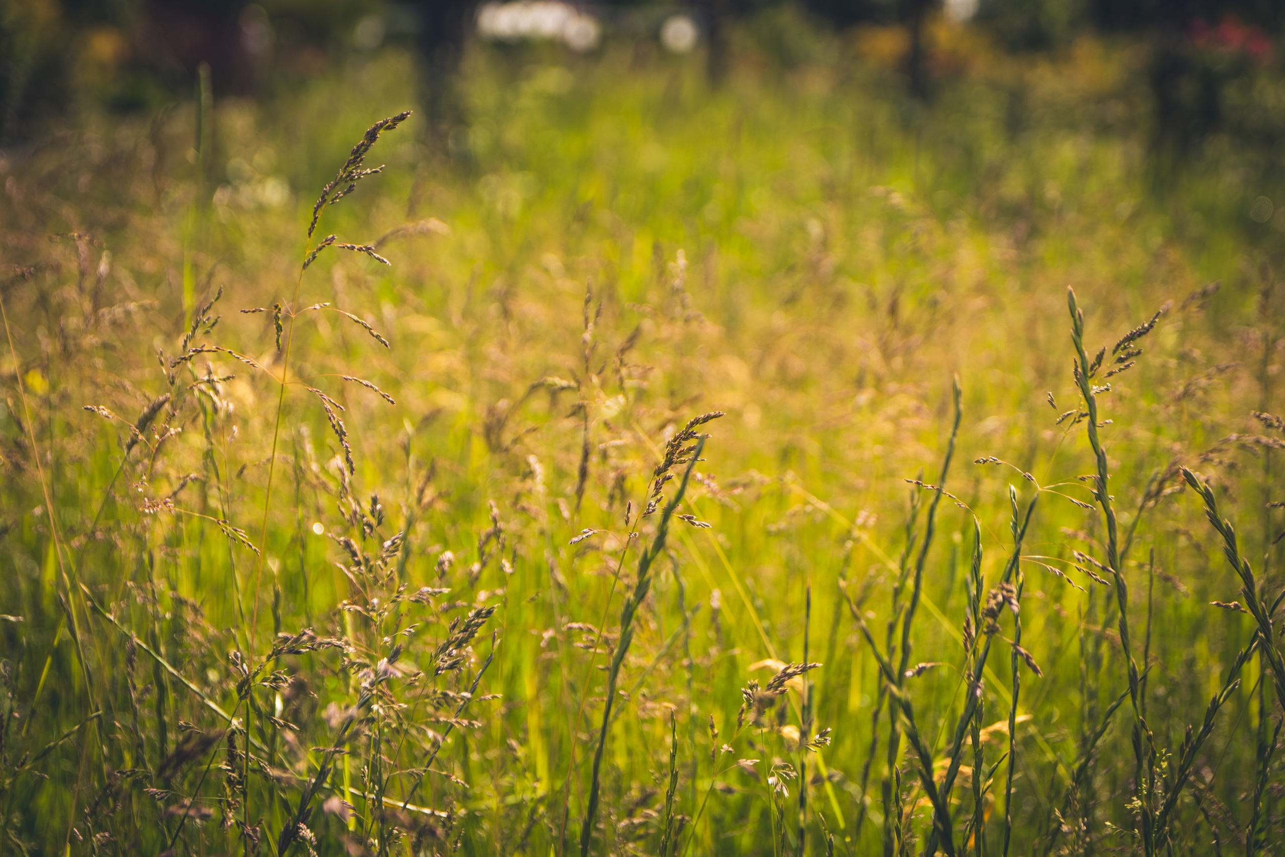 Saarema, reis. Nebula 25 — Fotod teie hingele