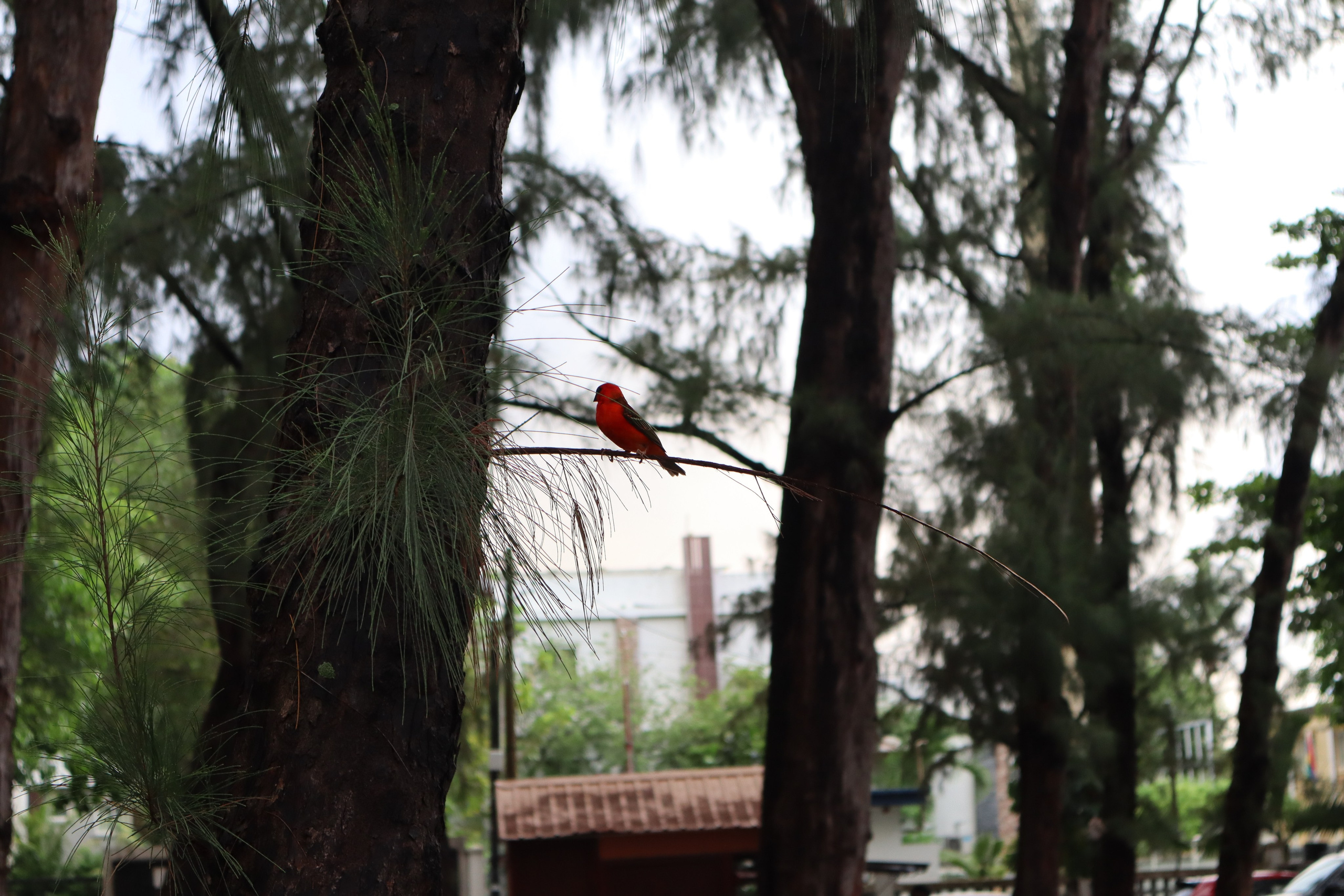 Путешествие на родину птицы додо. Travel photographer Ksenia