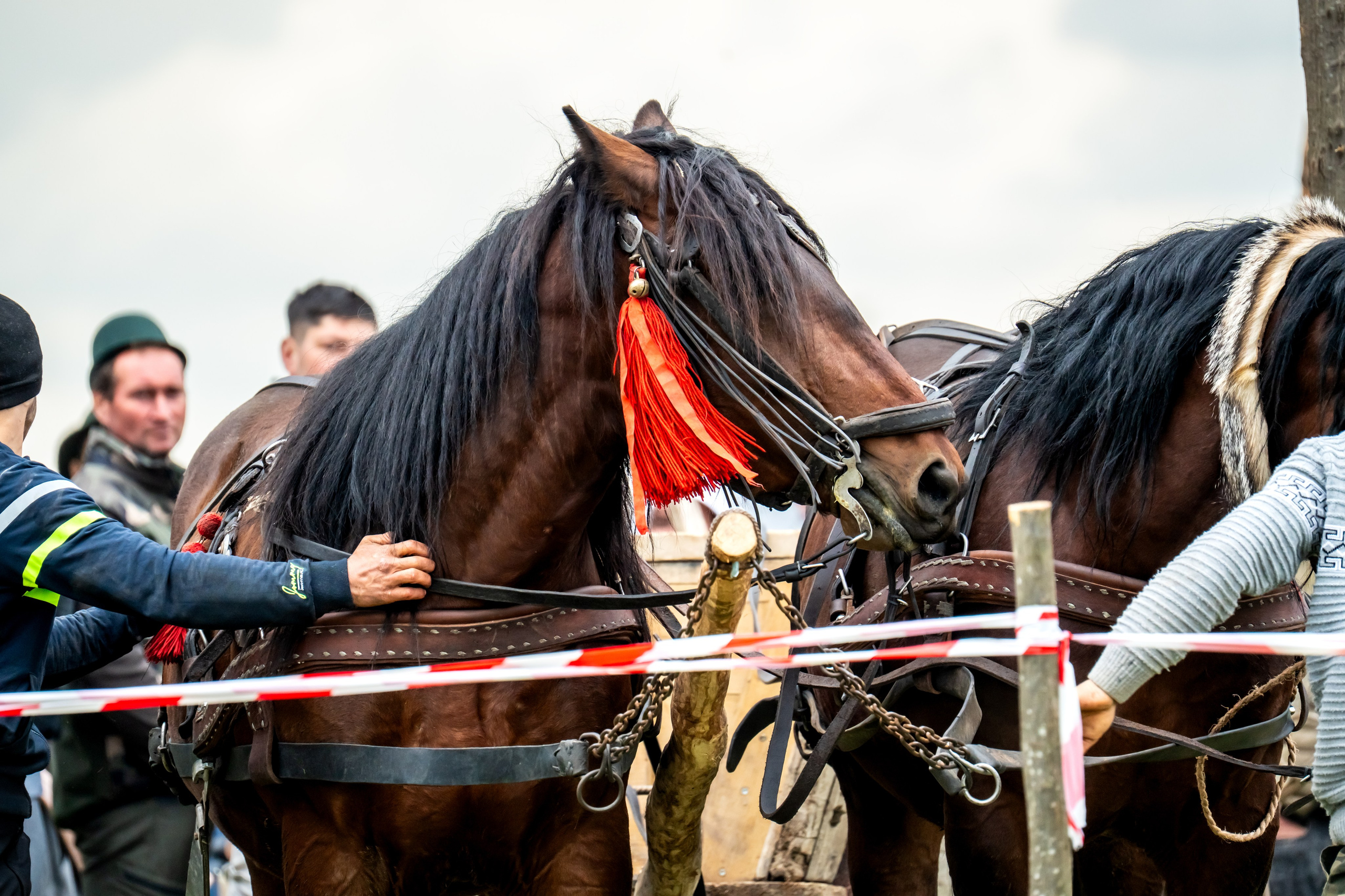 Concurs Ecvestru Vărbilău ediția a 4-a. Mihai Alexandra Events