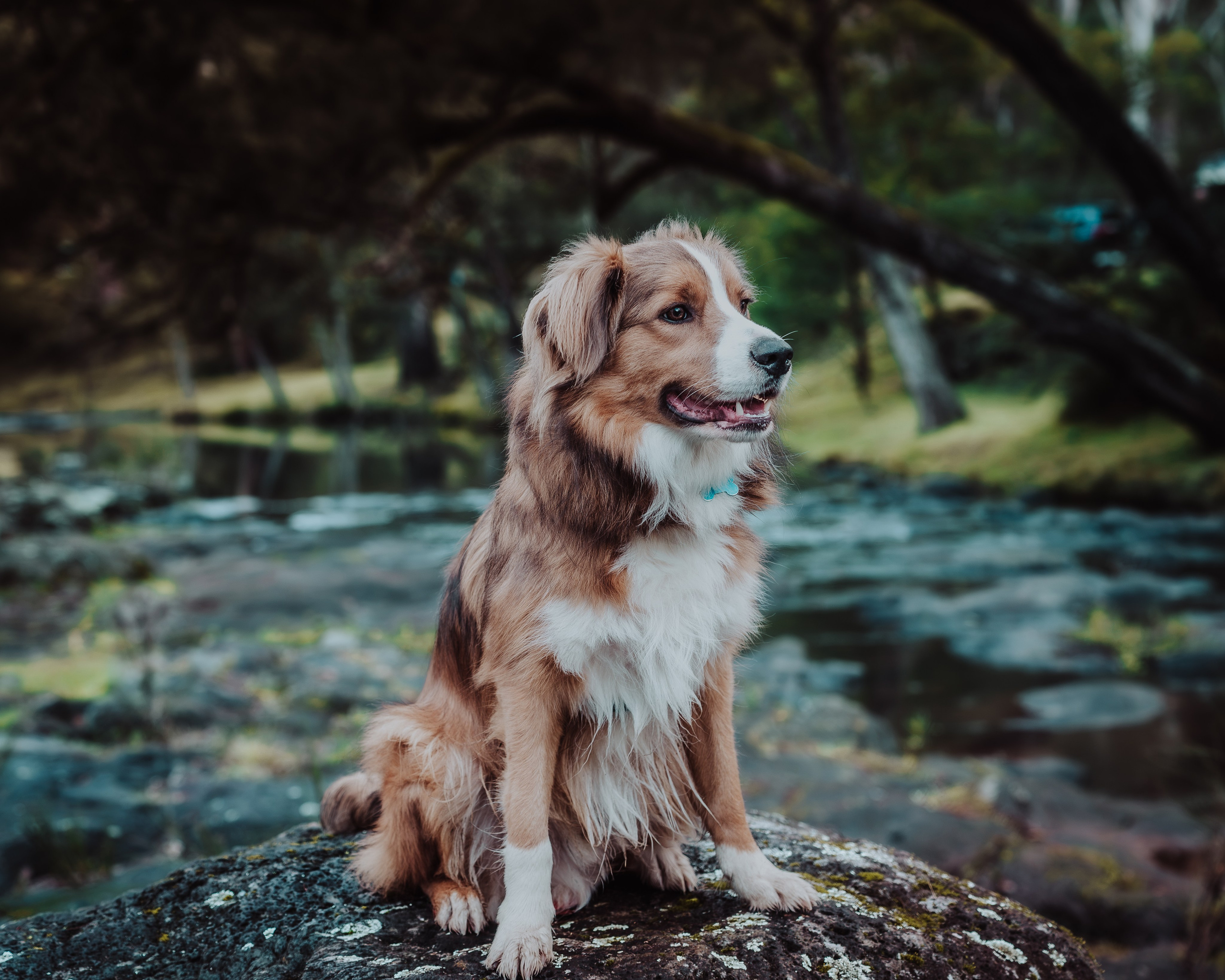 Pet — BorderColie. JS Photoshoot | Family, Events & Pet Photographer in Brisbane