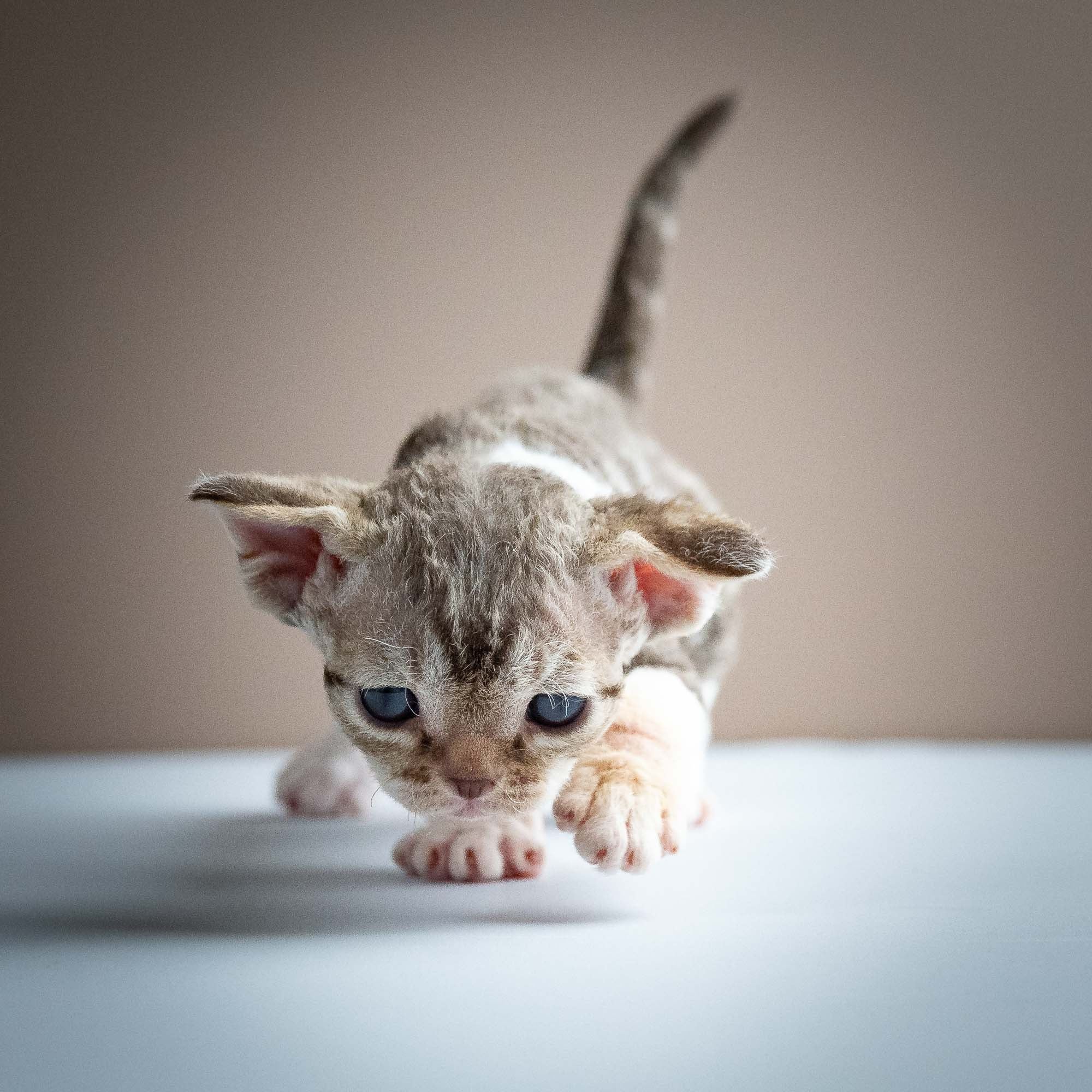 Simon, boy, born 05.15.26. Devon Rex Pixie Cattery