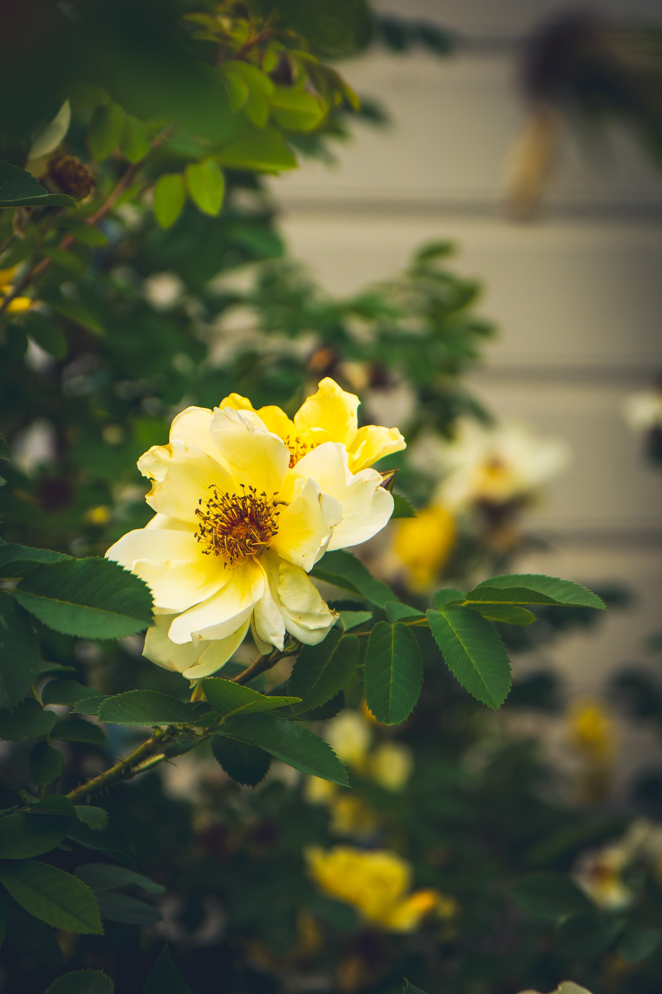 Saarema, reis. Nebula 25 — Fotod teie hingele