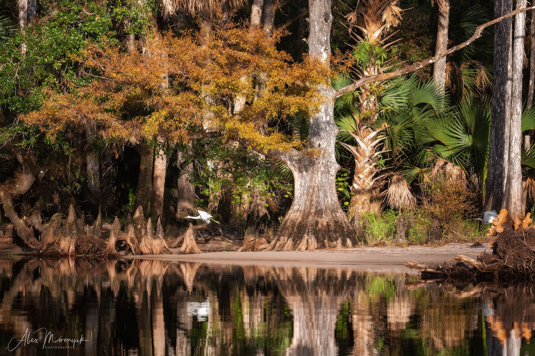 Exploring True Florida: Springs, Rivers & Manatees by Canoe. Pet, Senior, Landscape, portrait studio, photographer in Miami and Sou