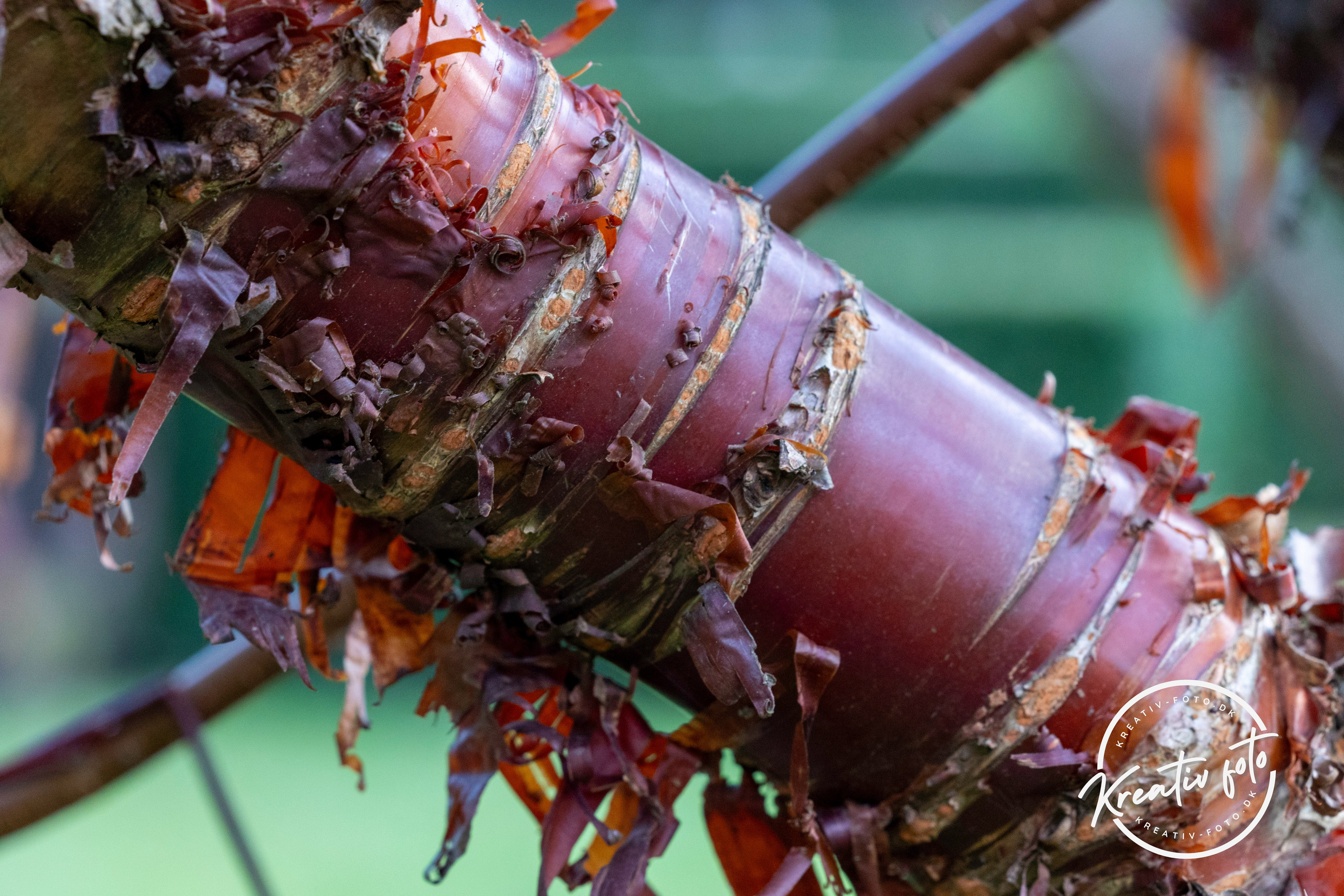 Efterår. Fotograf Aarhus | Portrætfoto Århus | Flotte billeder