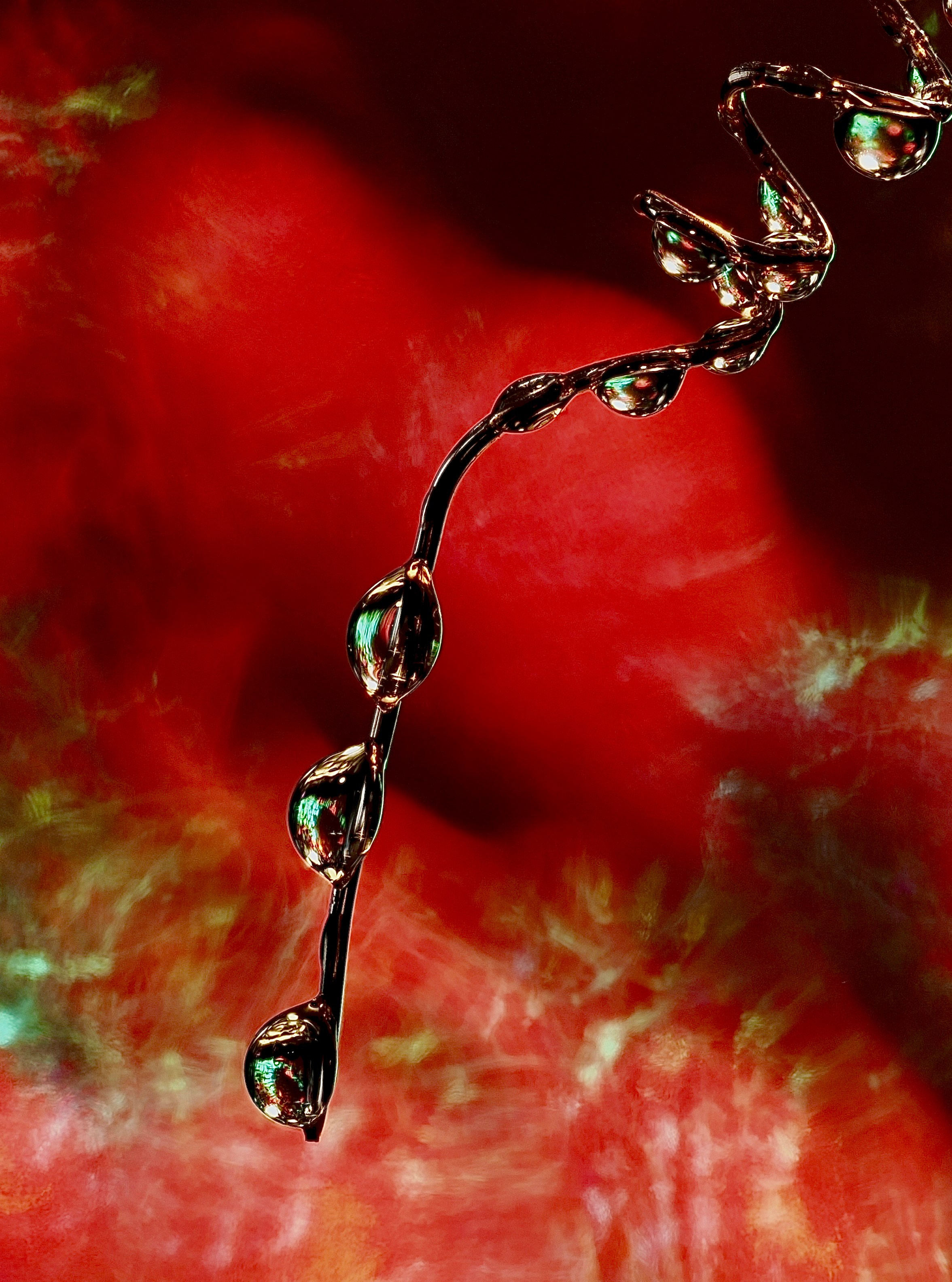Bev bingham macro photographic artist