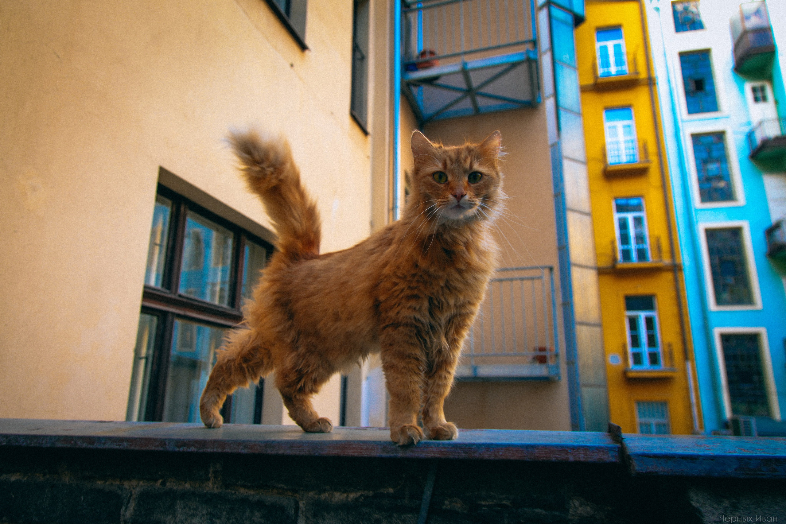 Кот шпедингера. Стрит-фотография, полная абсурда, идиотизма и красоты