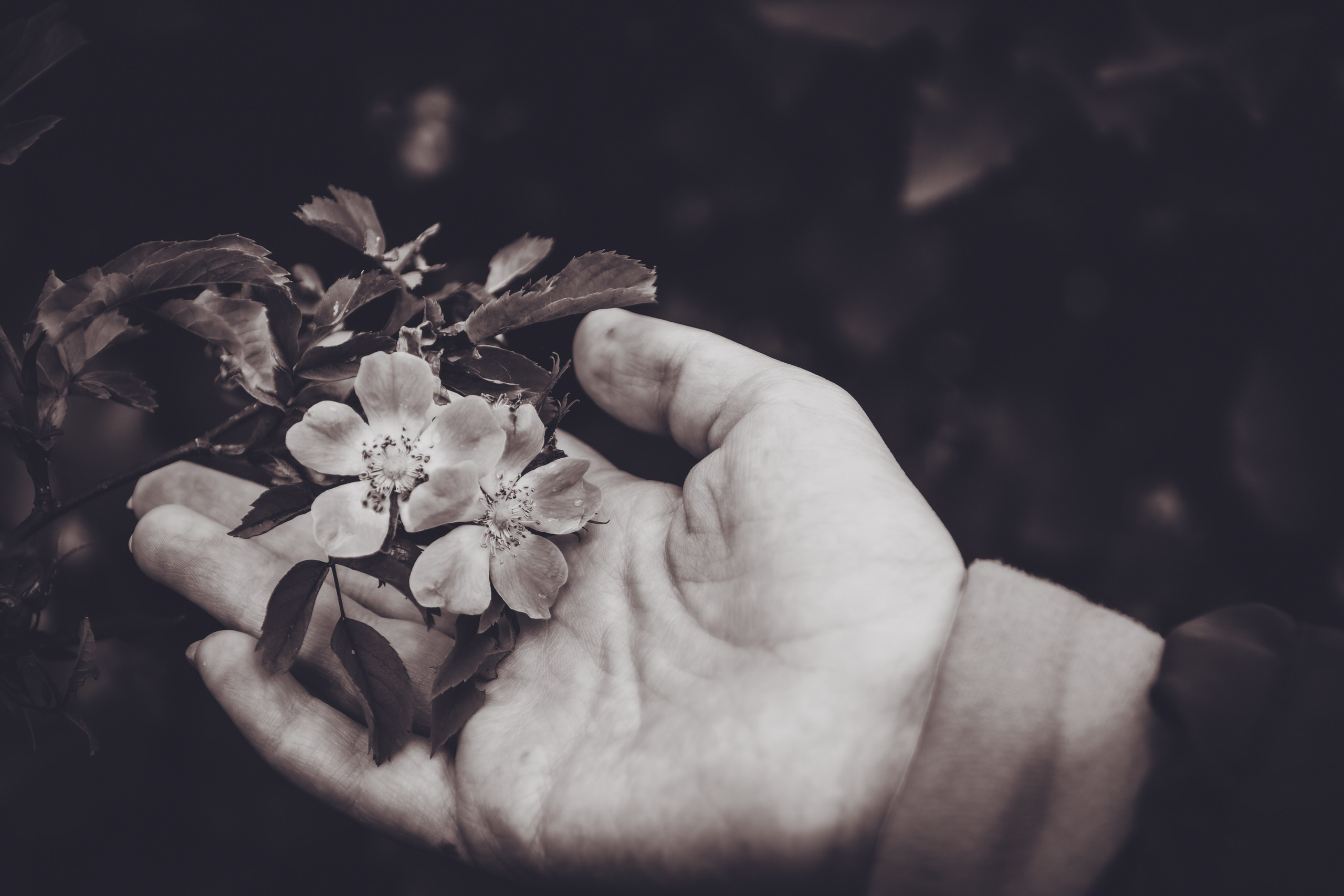 Saarema, reis. Nebula 25 — Fotod teie hingele