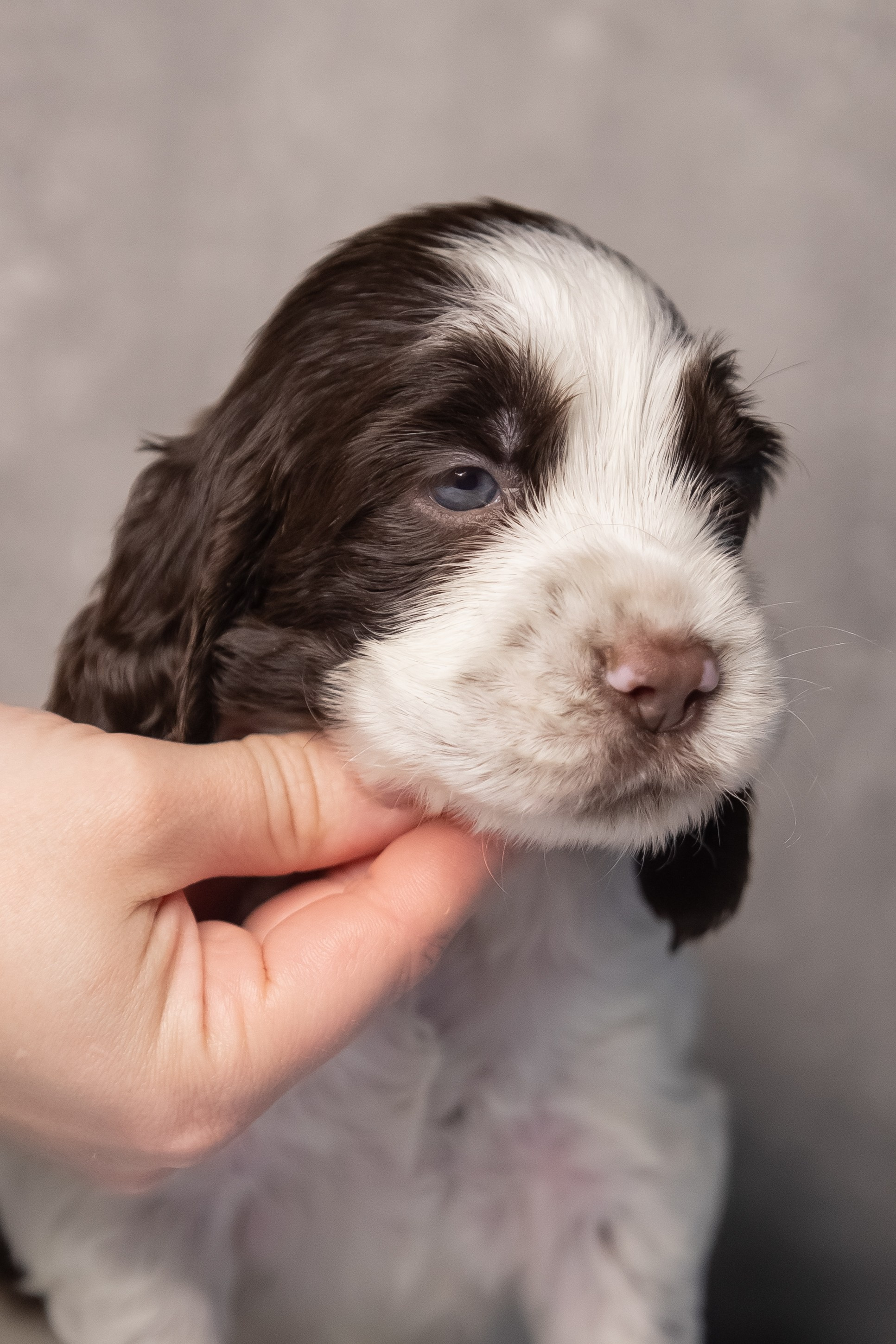 Male — Orange collar 🧡. Website of the titled stud dog of the Springer Spaniel breed