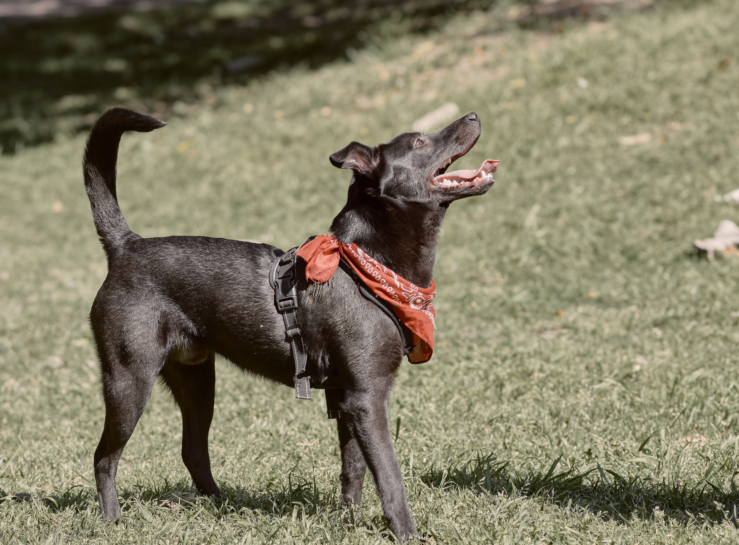 Frankell & Ruben. Valssy – Fotografía de mascotas en Uruguay. Retratos profesionales de perros y gatos
