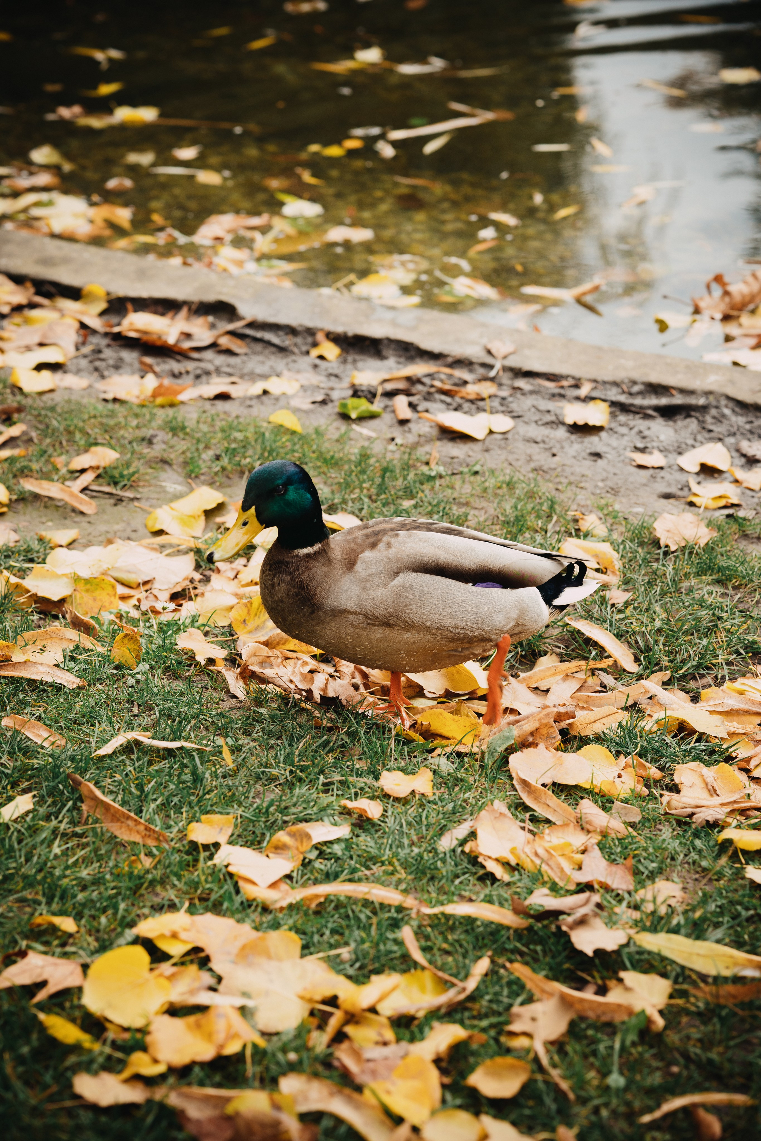 Yoga. Elena Baturina Photography