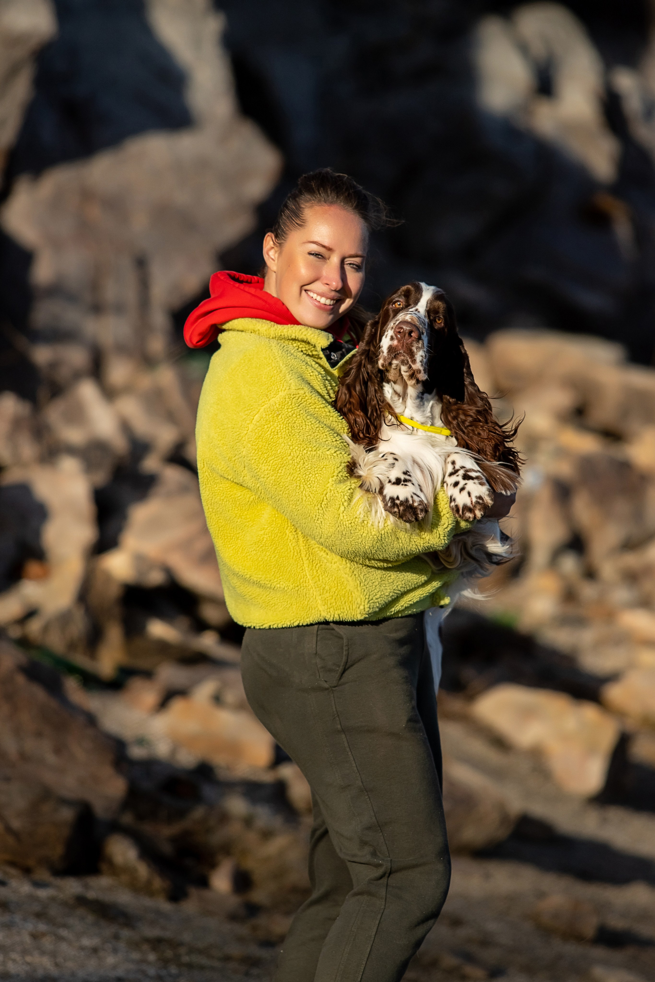 portrait of an English Springer Spaniel