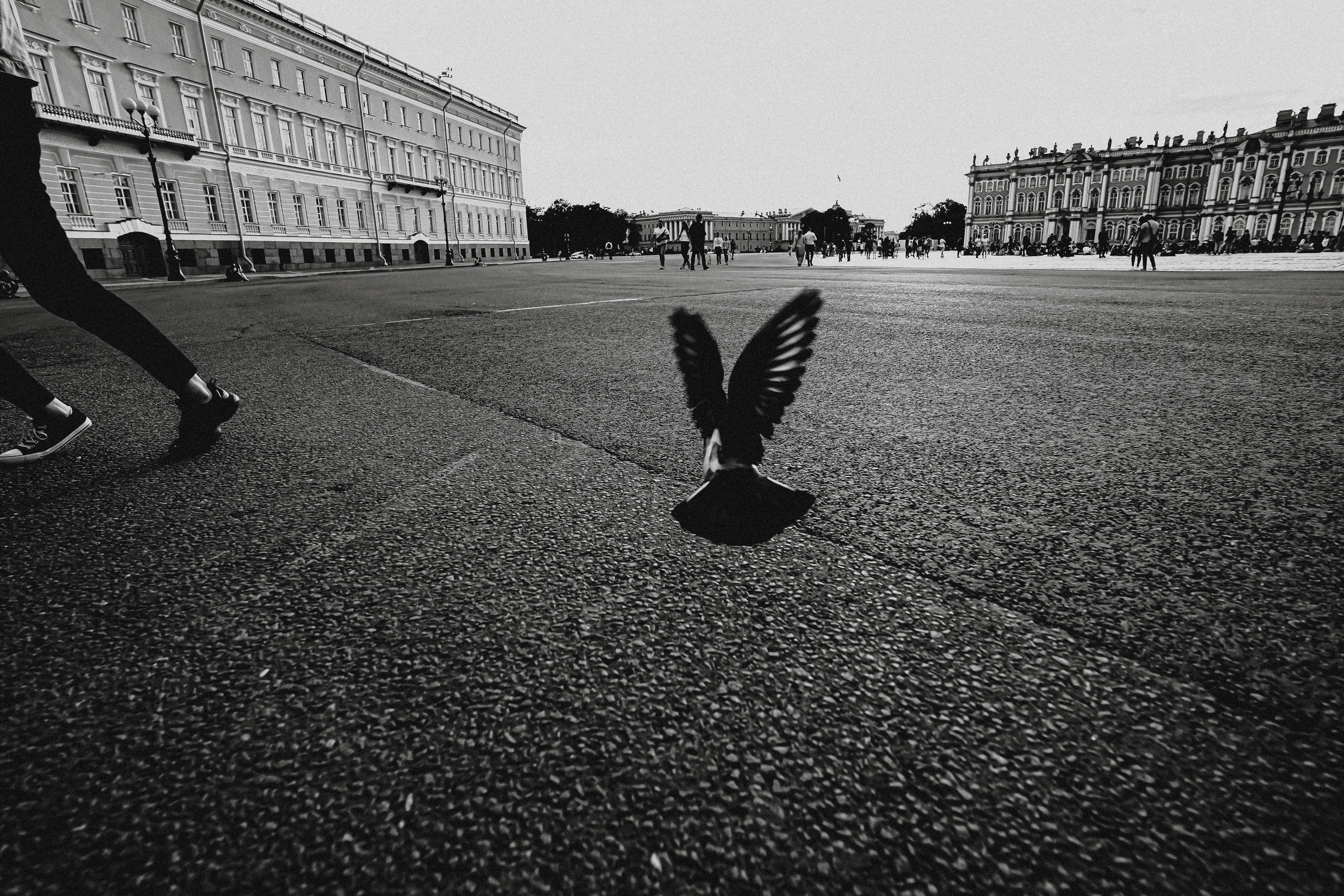 Пернатый психоз. Стрит-фотография, полная абсурда, идиотизма и красоты