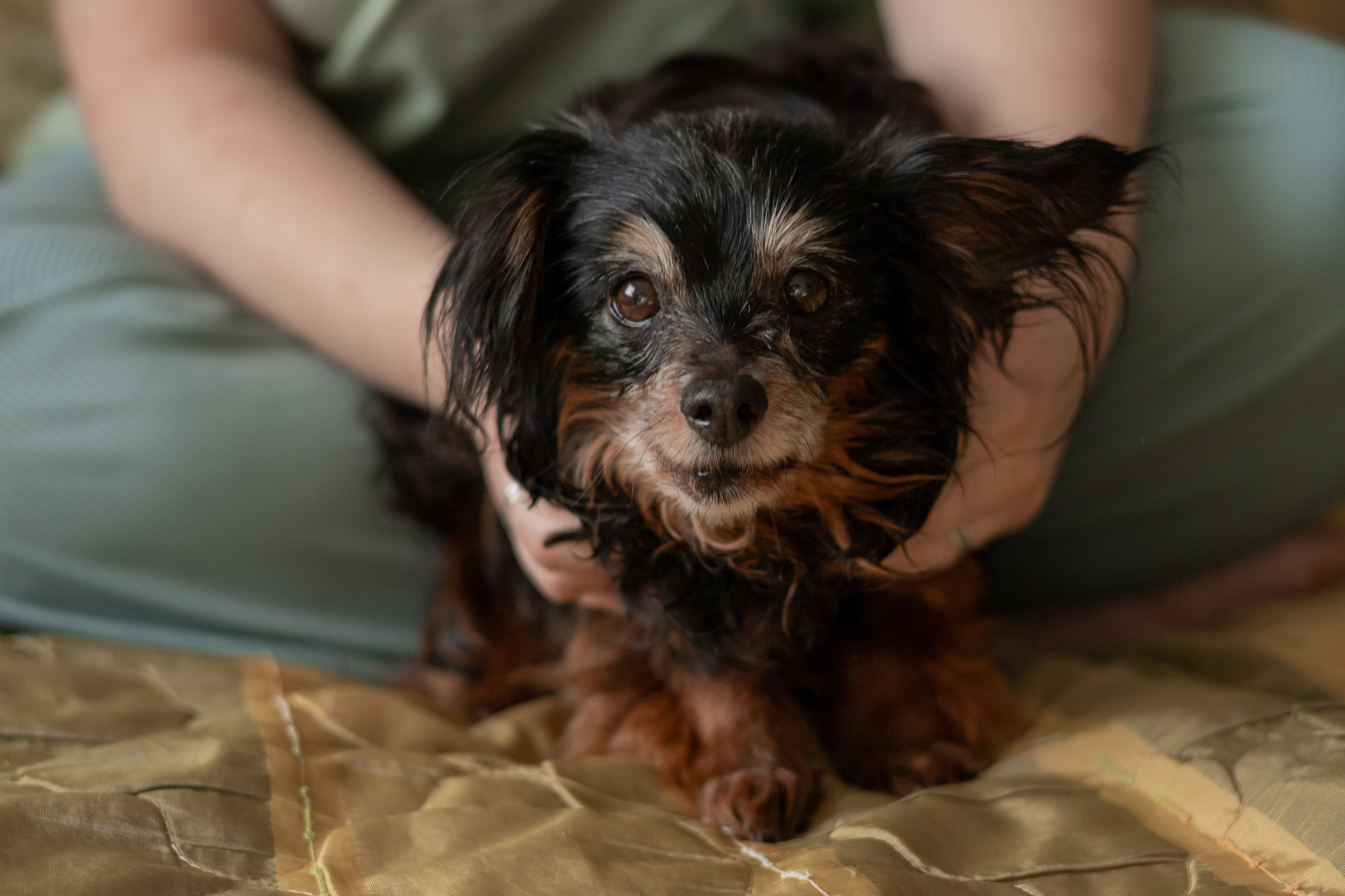 Настя, Долька и котейки. Фотограф-анималист | Белград