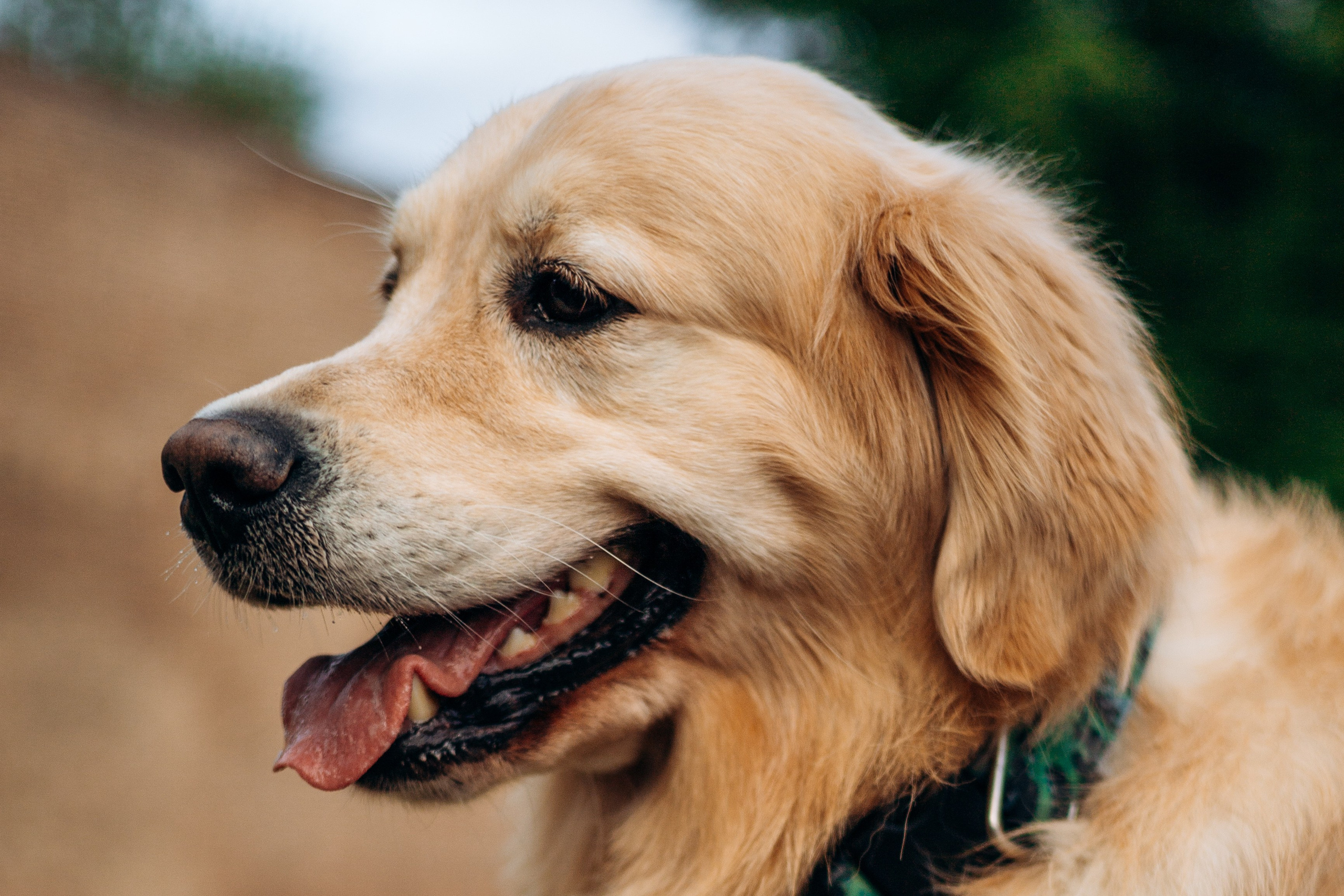 Глеб и Инди. Фотограф-анималист | Белград