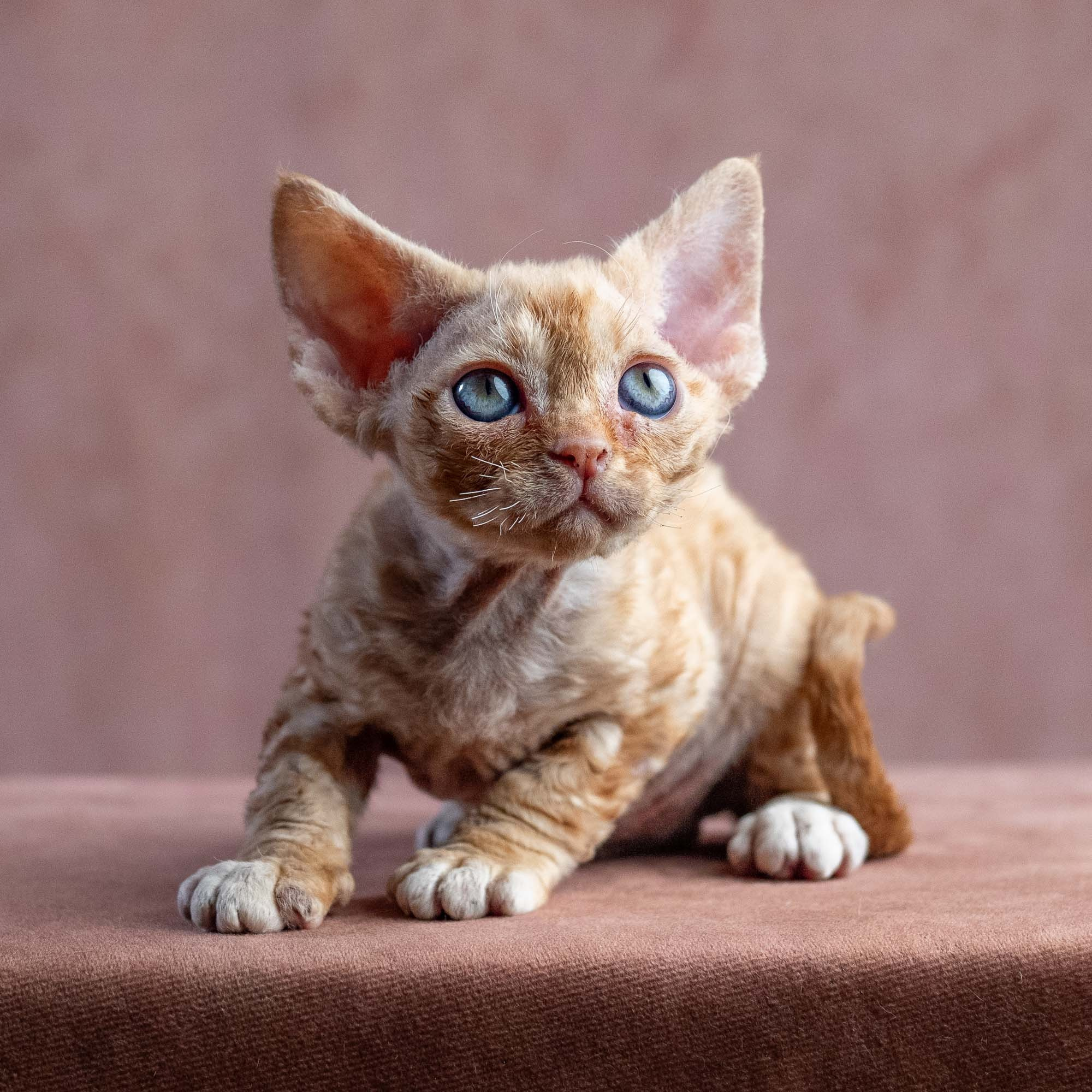 Xenia, girl, born on 08.28.2026. Devon Rex Pixie Cattery