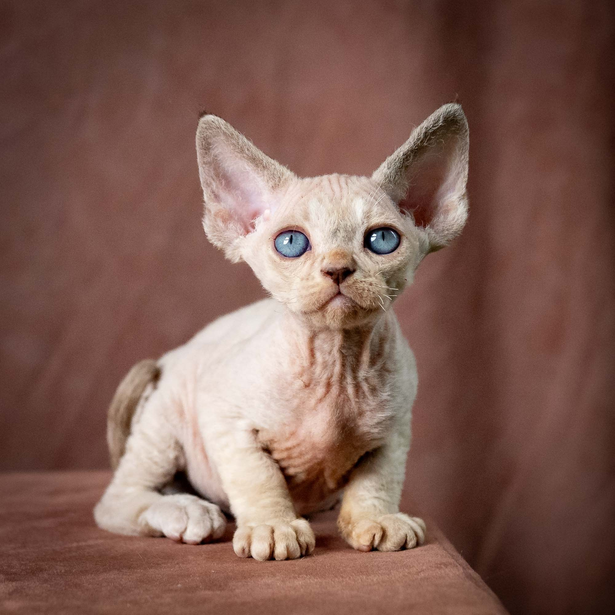 Tyson, boy, born 07.15.2026. Devon Rex Pixie Cattery