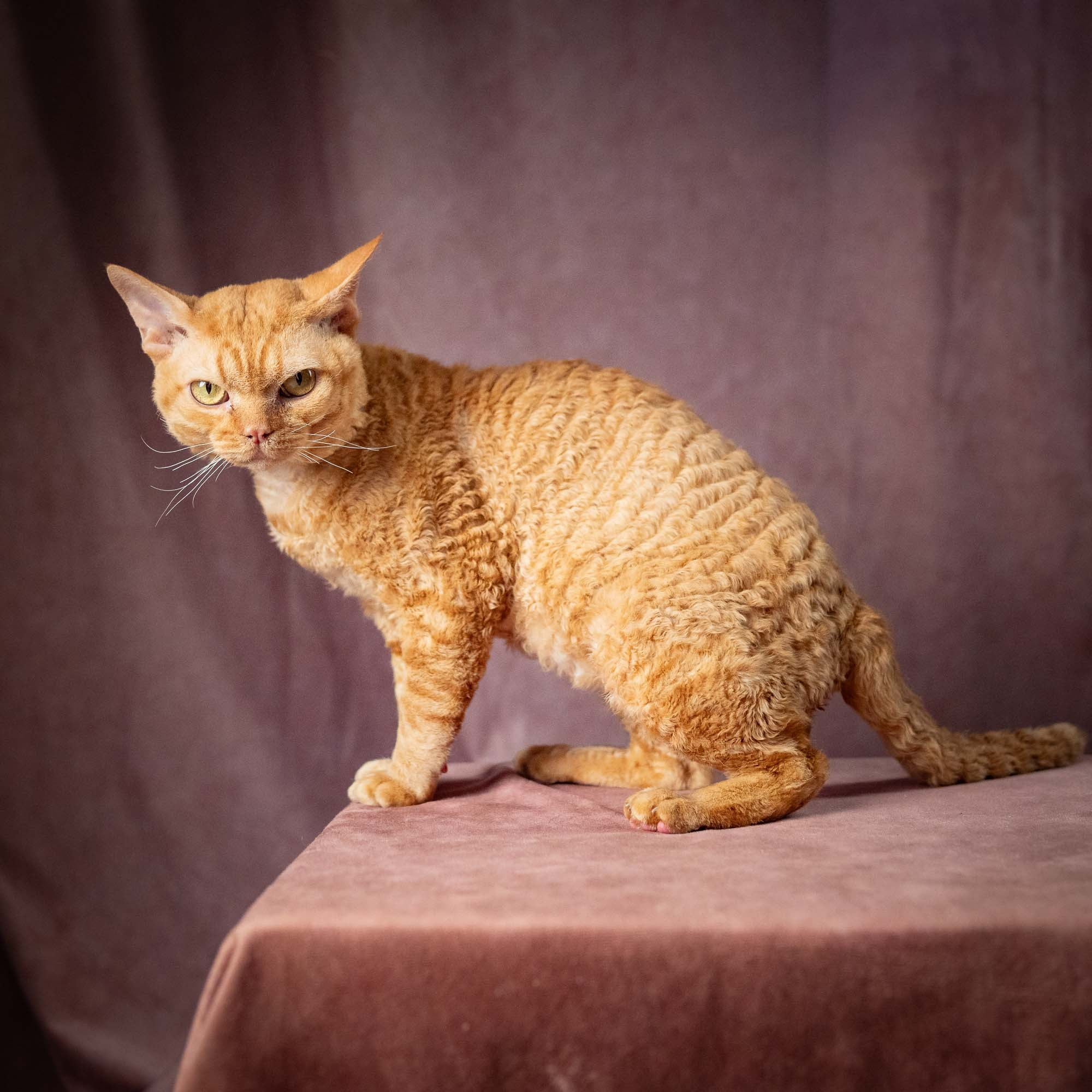 CH DreamCatcher Gregory. Devon Rex Pixie Cattery