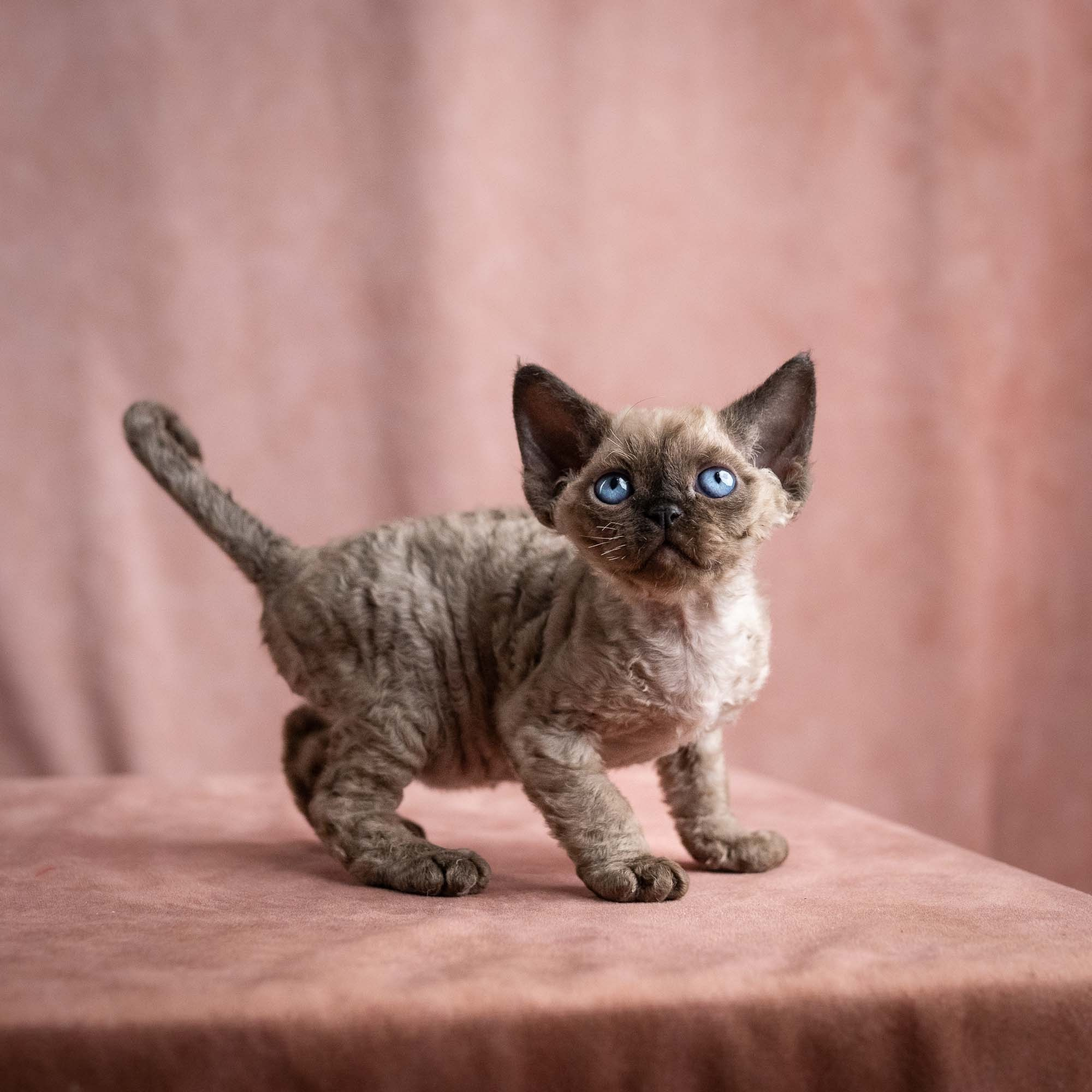 Vinci, boy, born on 08.27.2026. Devon Rex Pixie Cattery
