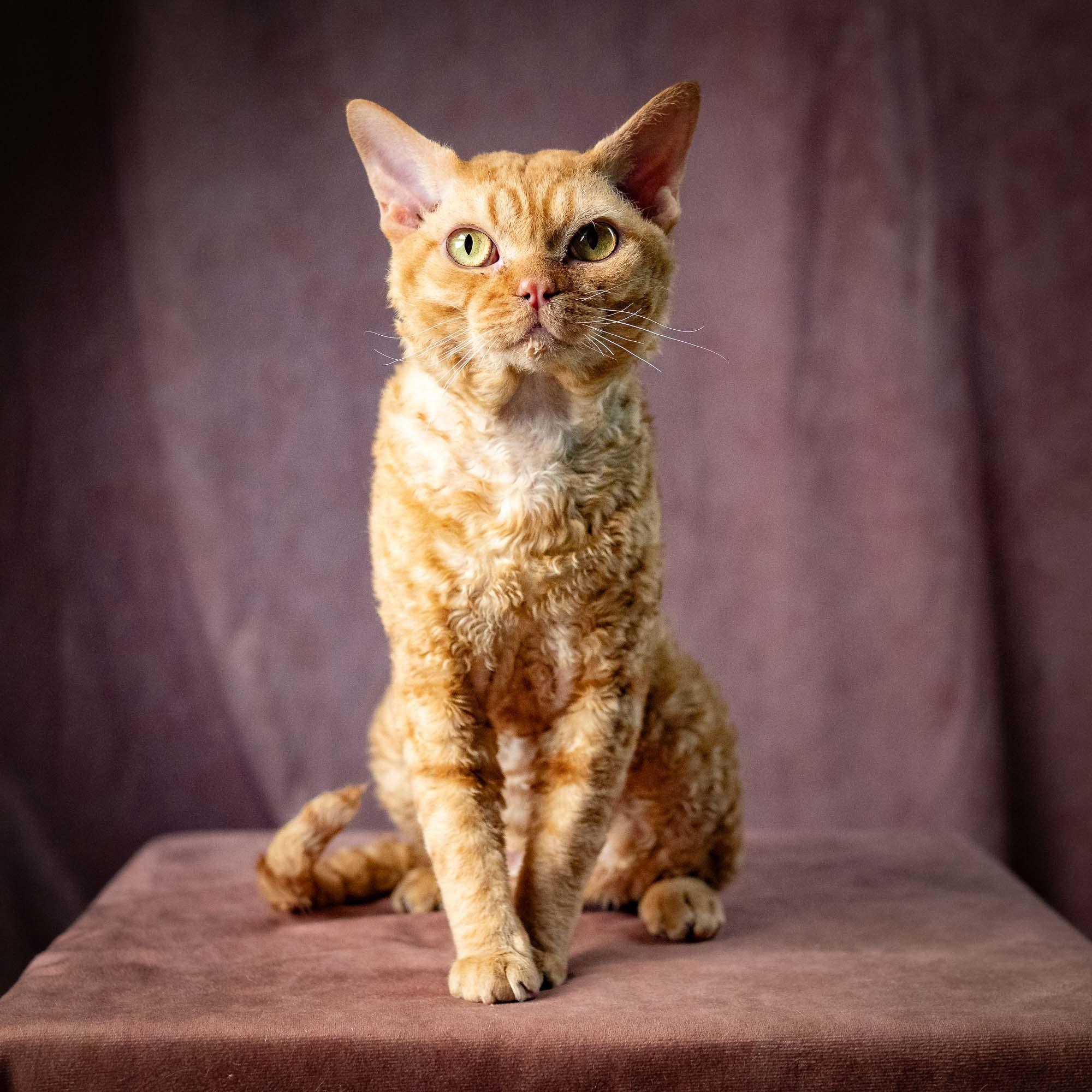 CH DreamCatcher Gregory. Devon Rex Pixie Cattery