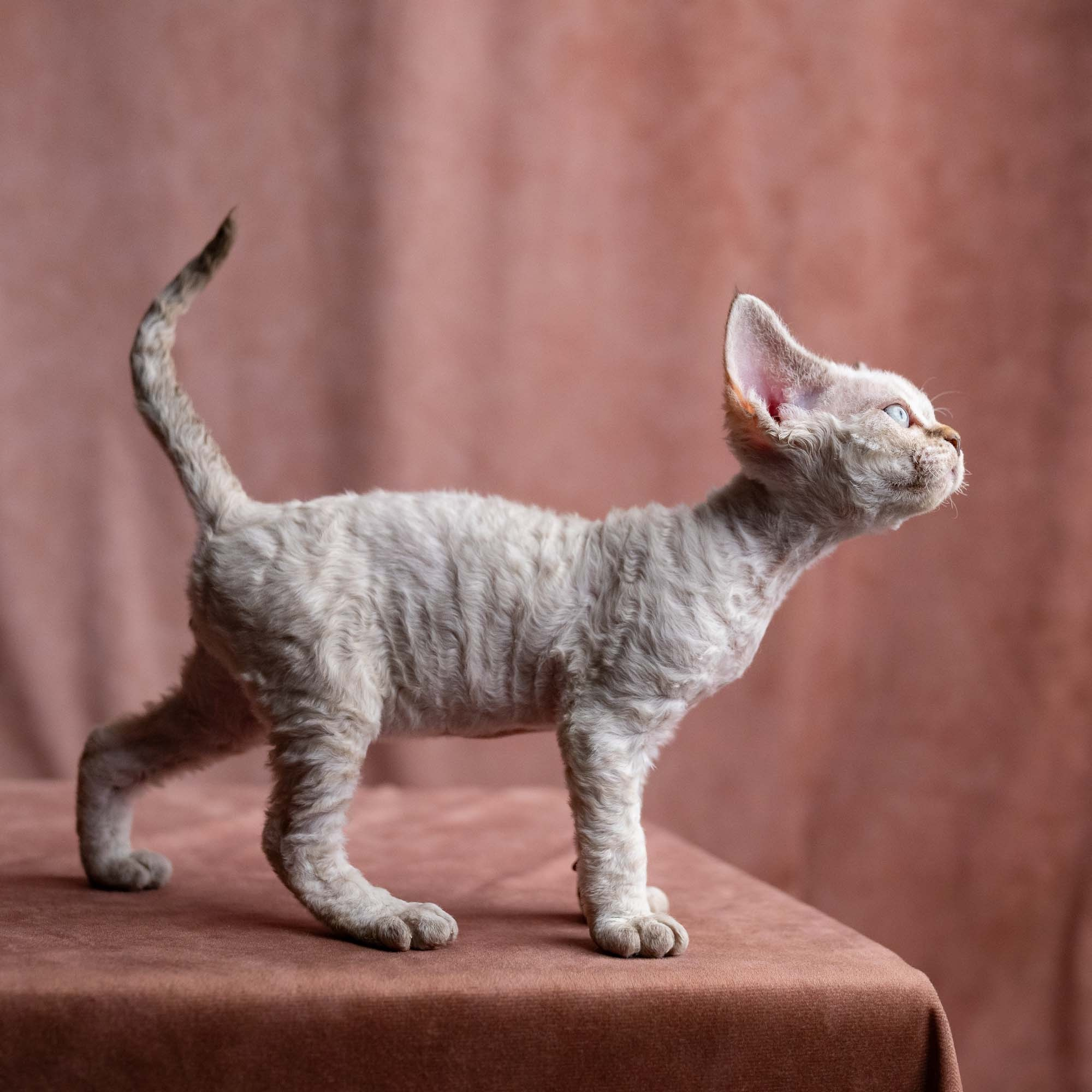Viggo, boy, born on 08.27.2026. Devon Rex Pixie Cattery