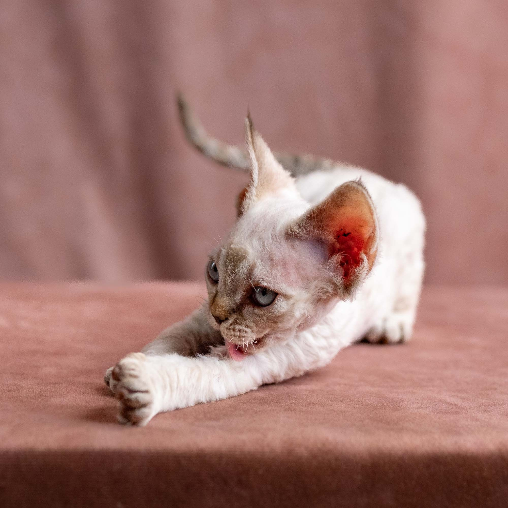 Viggo, boy, born on 08.27.2026. Devon Rex Pixie Cattery