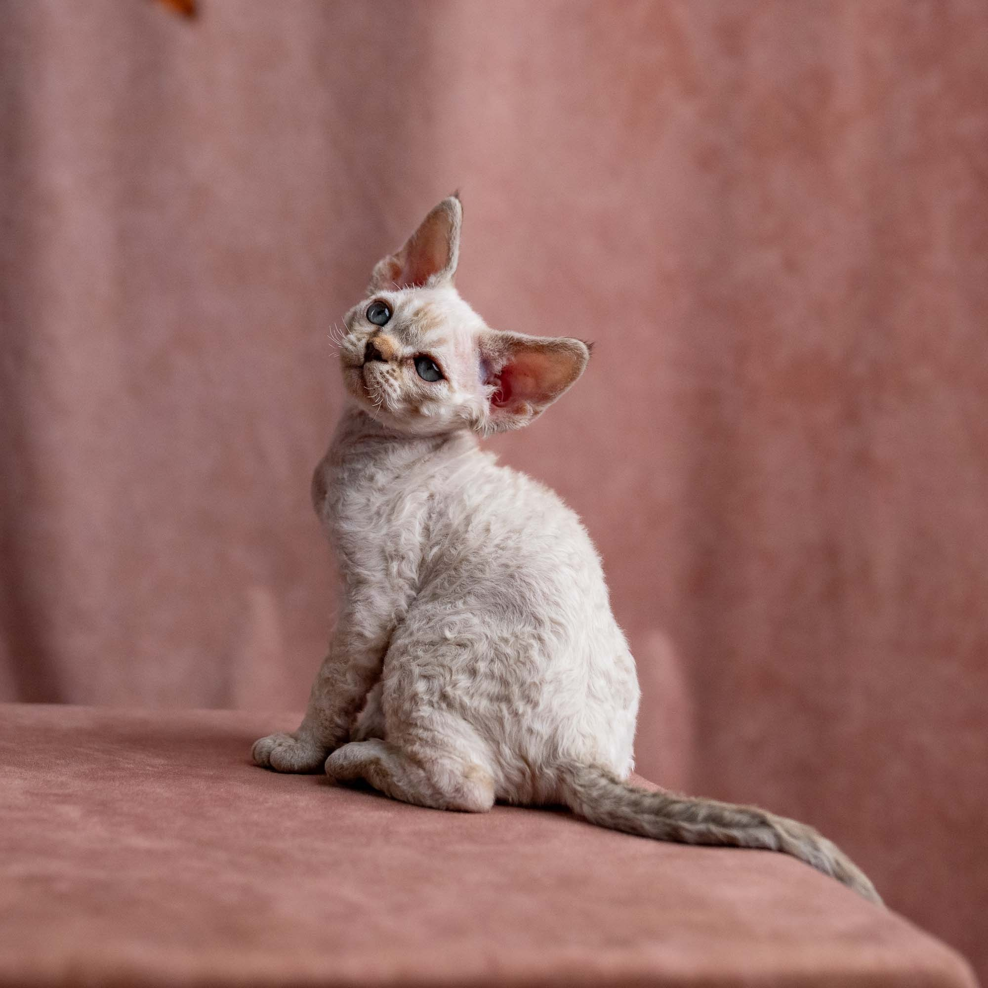 Viggo, boy, born on 08.27.2026. Devon Rex Pixie Cattery