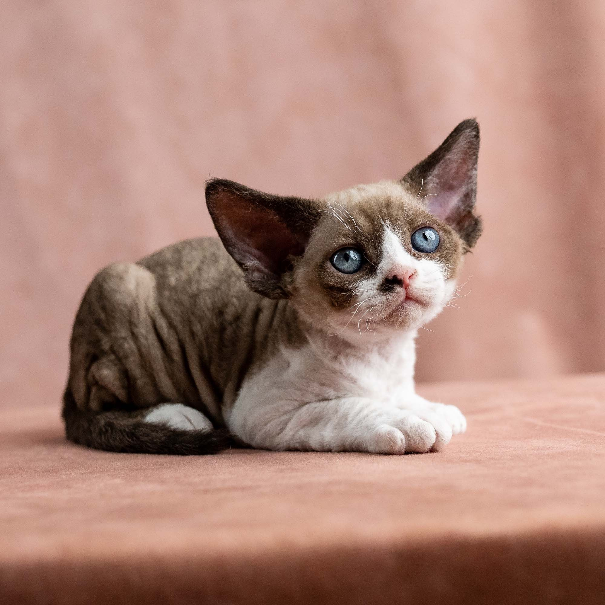 Vesper, boy, born on 08.27.2026. Devon Rex Pixie Cattery