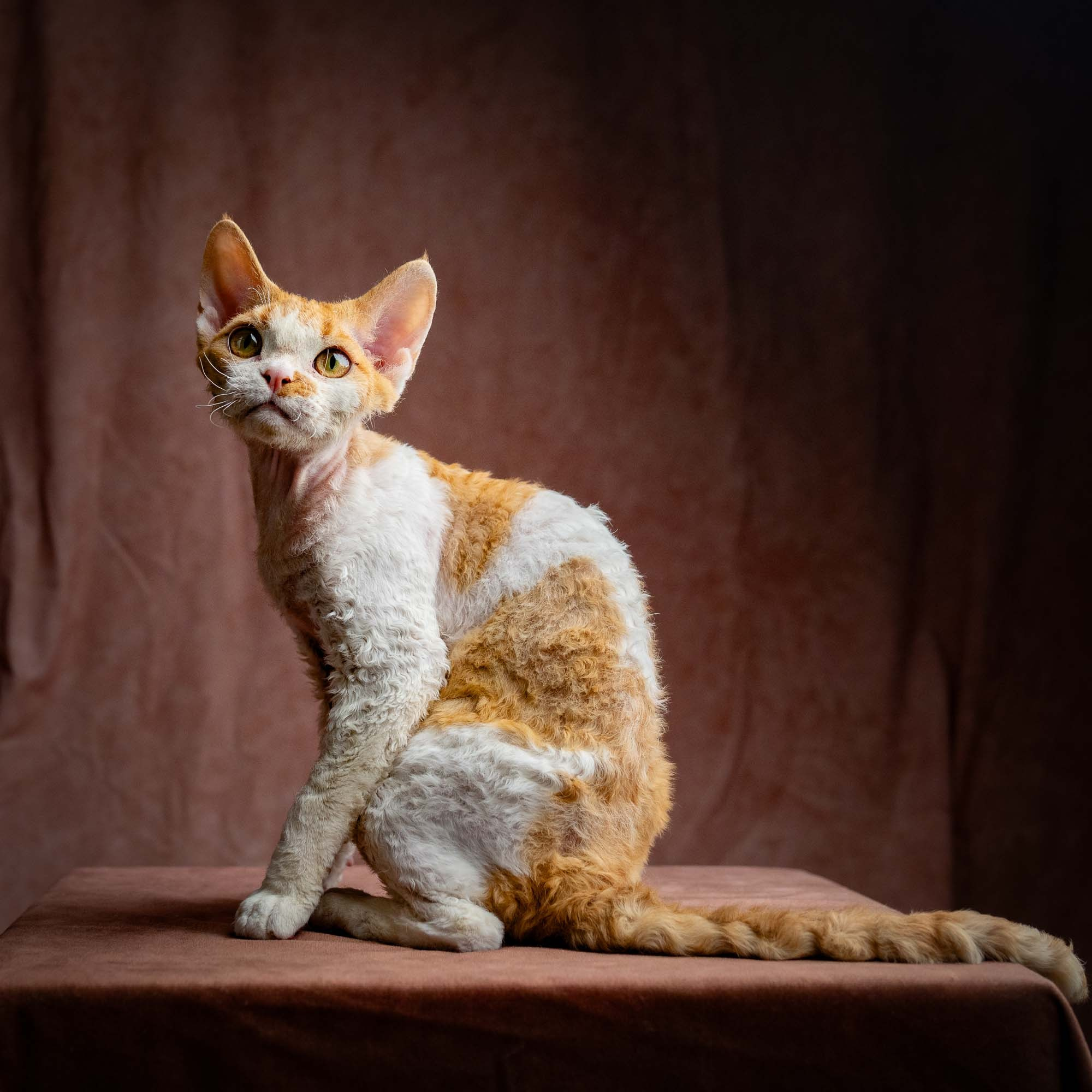Nika. Devon Rex Pixie Cattery