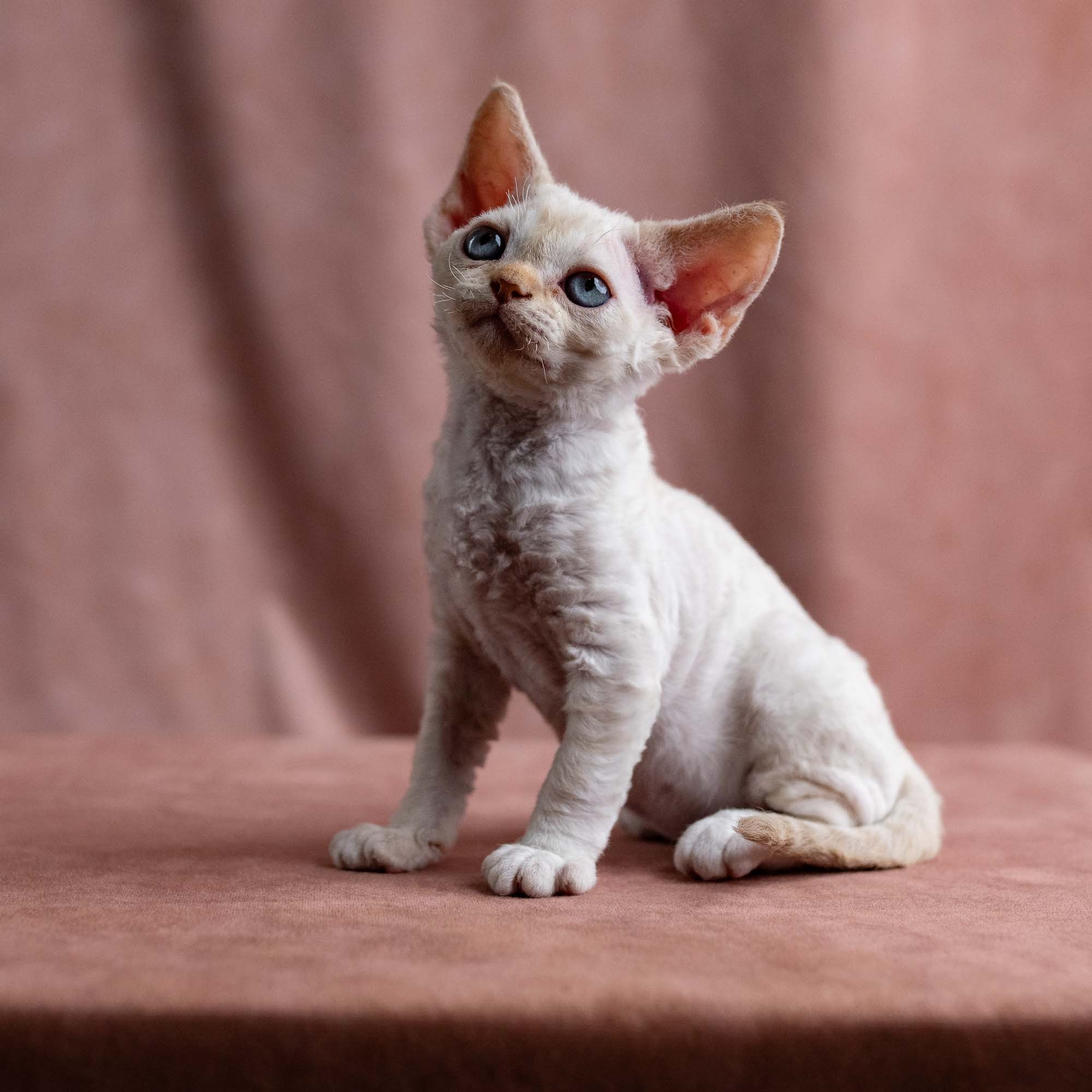 Vivi, girl, born on 08.27.2026. Devon Rex Pixie Cattery