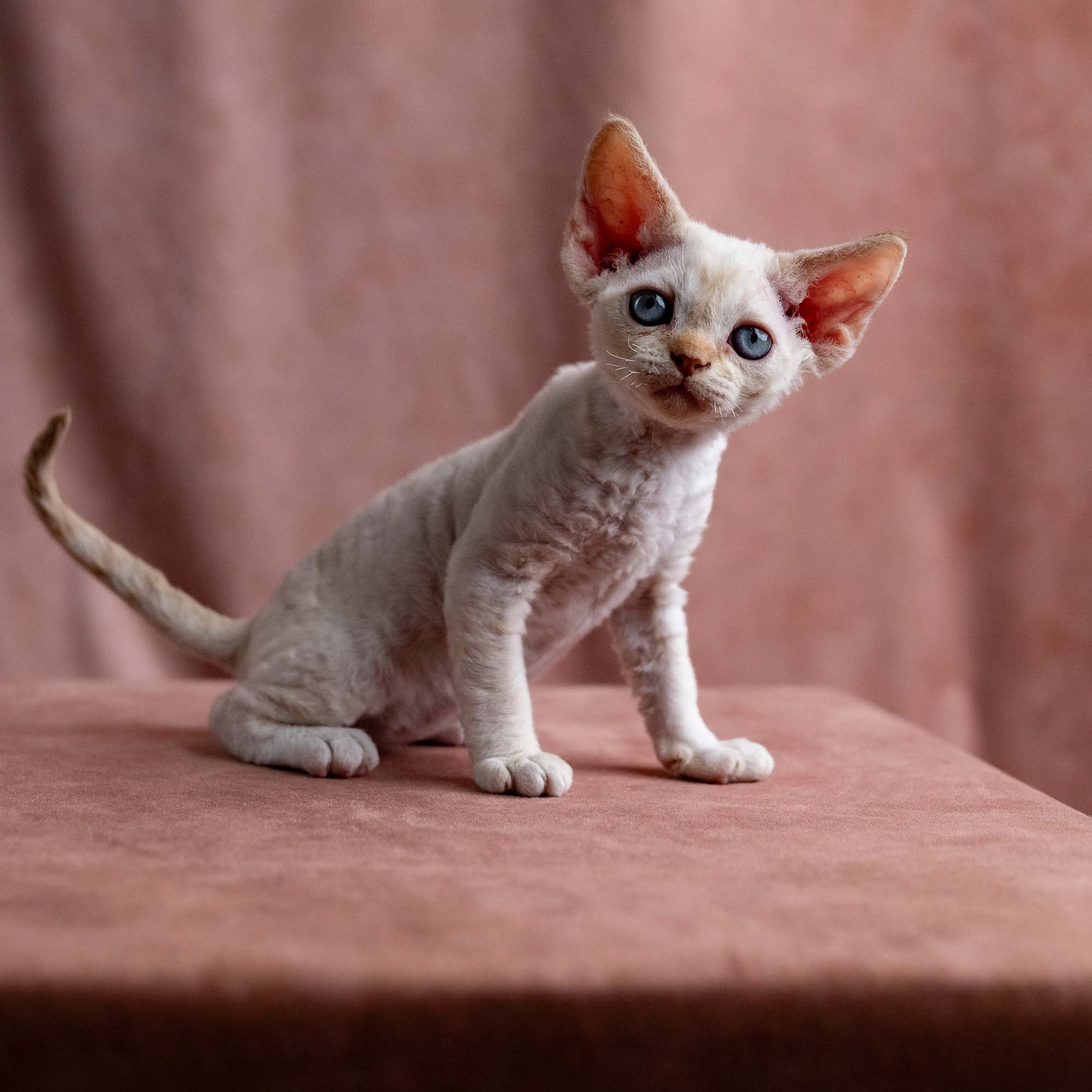 Vivi, girl, born on 08.27.2026. Devon Rex Pixie Cattery