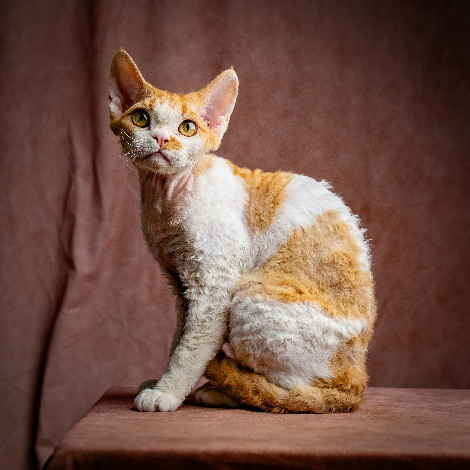 Nika. Devon Rex Pixie Cattery