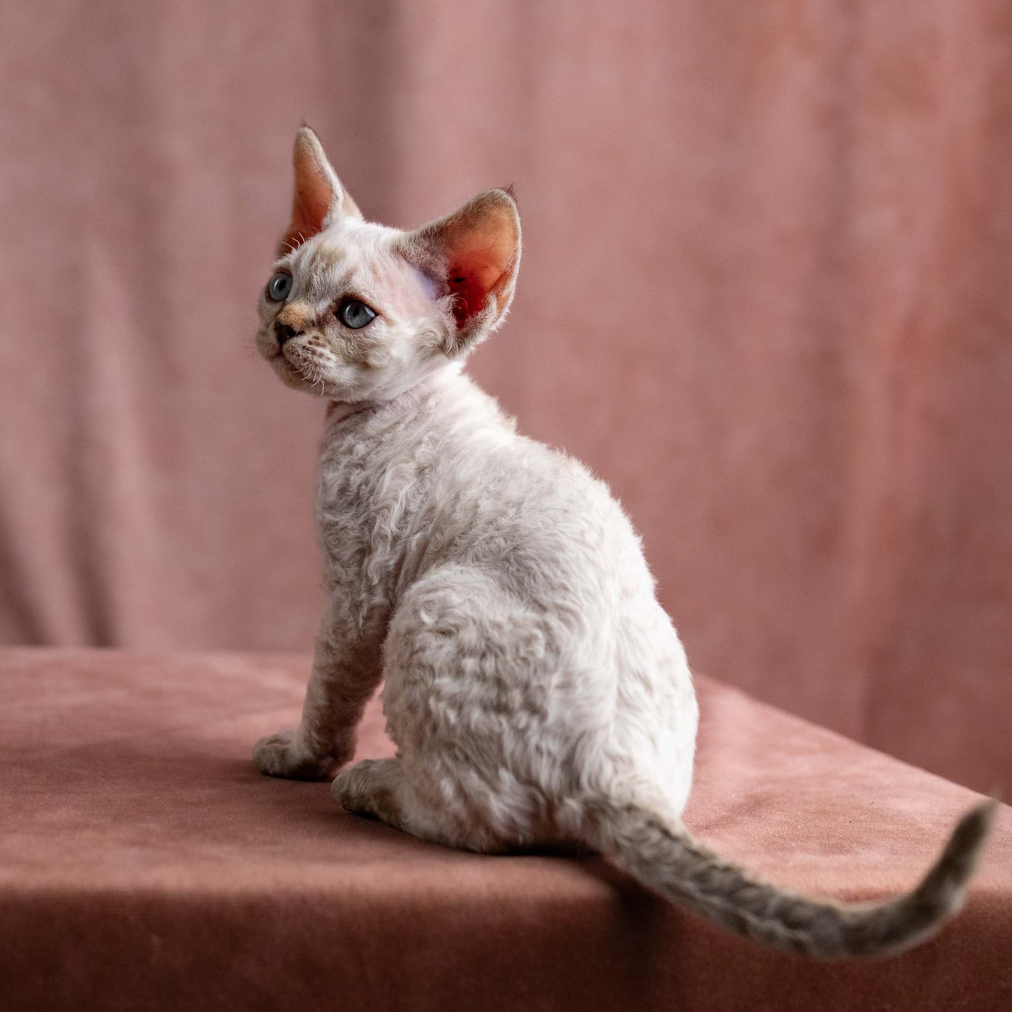 Viggo, boy, born on 08.27.2026. Devon Rex Pixie Cattery
