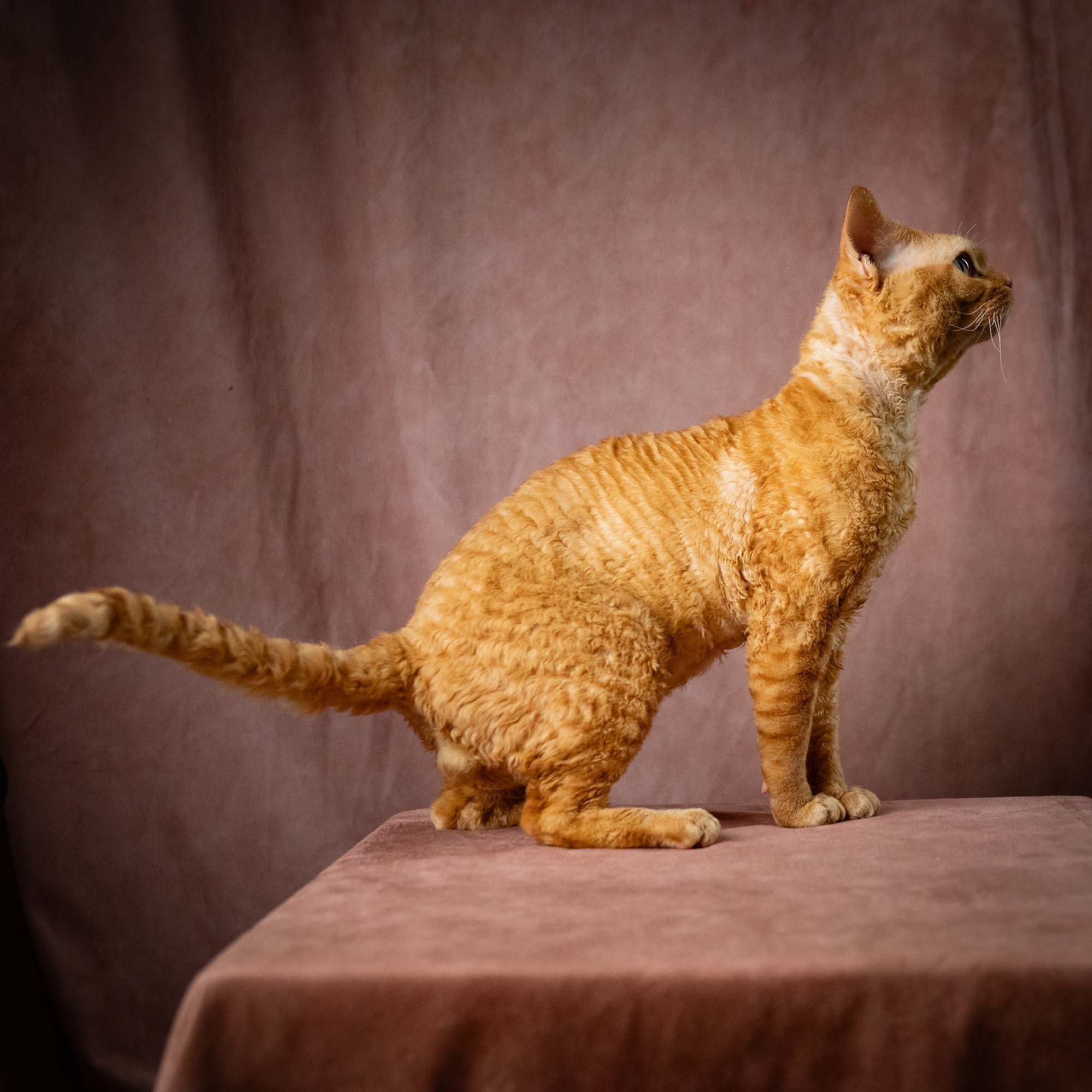 CH DreamCatcher Gregory. Devon Rex Pixie Cattery