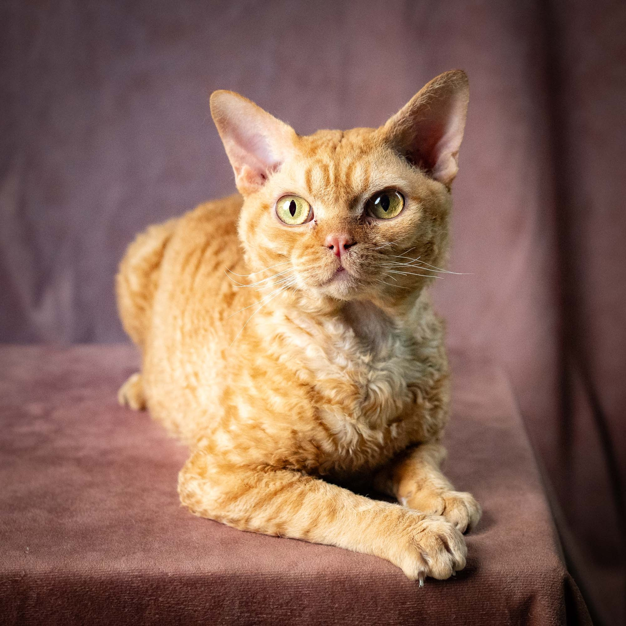 CH DreamCatcher Gregory. Devon Rex Pixie Cattery