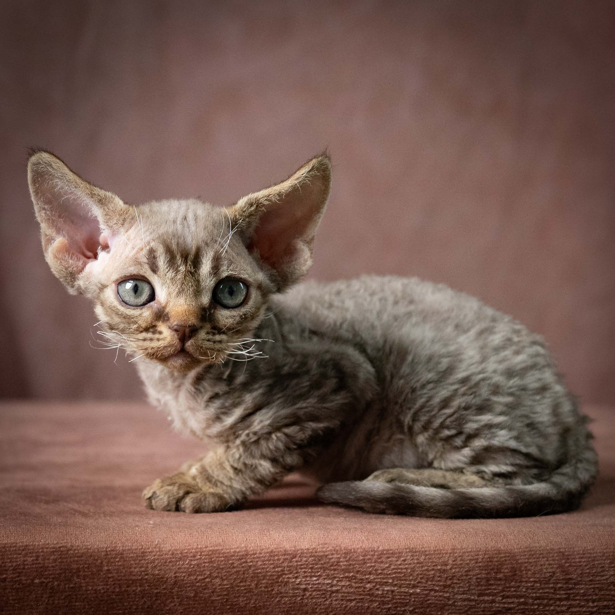 Uri, boy, born 07.19.2026. Devon Rex Pixie Cattery