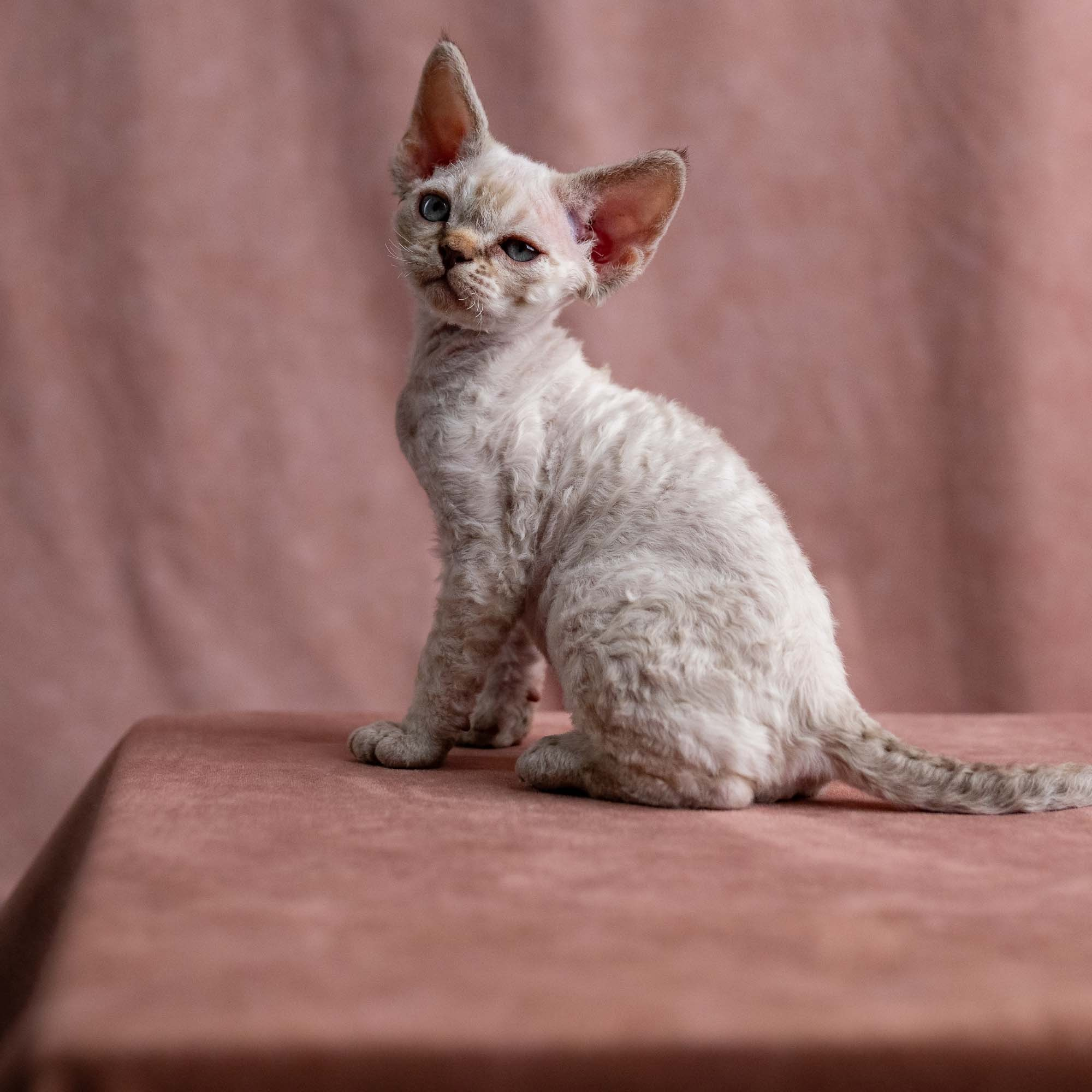 Viggo, boy, born on 08.27.2026. Devon Rex Pixie Cattery