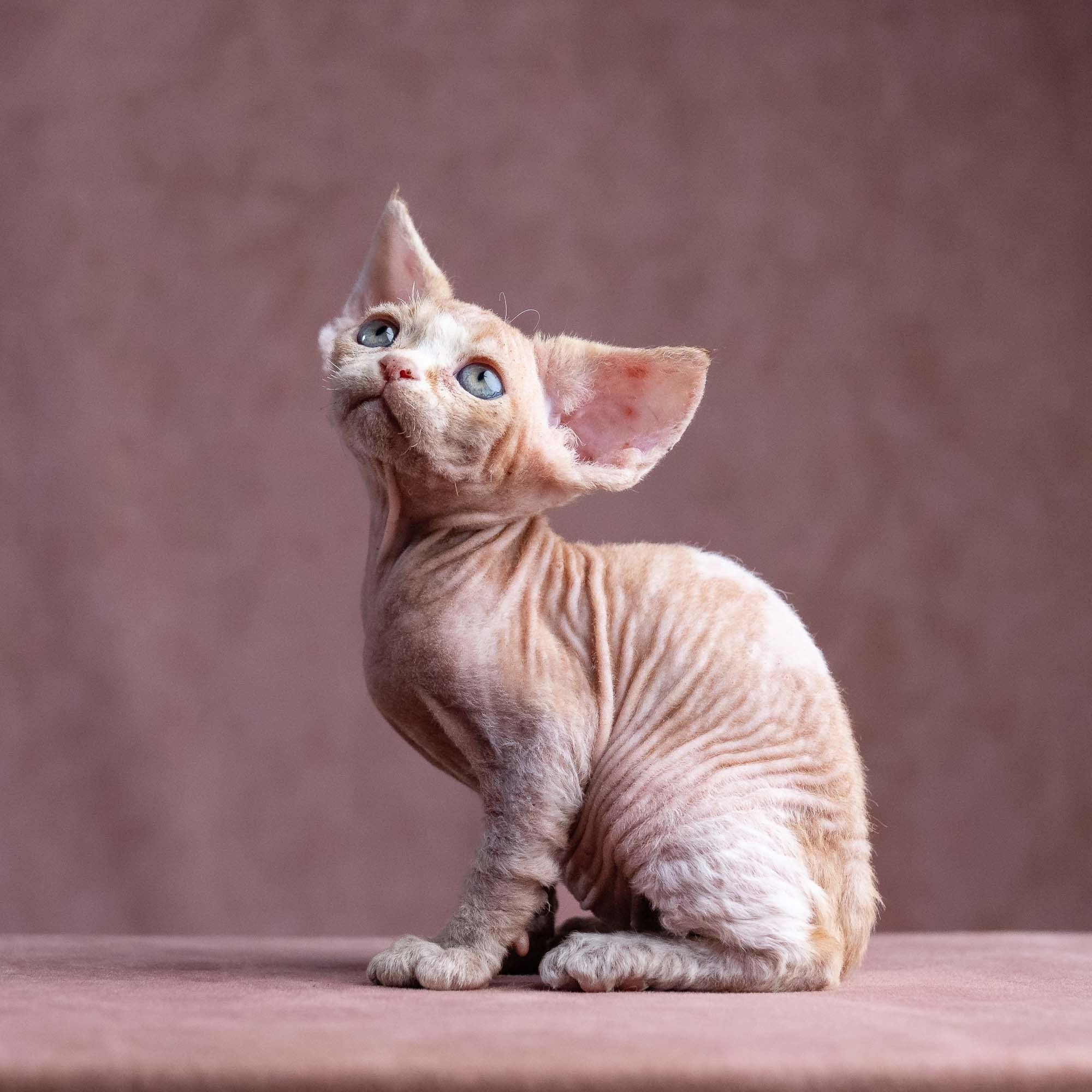 Xavi, boy, born on 08.28.2026. Devon Rex Pixie Cattery